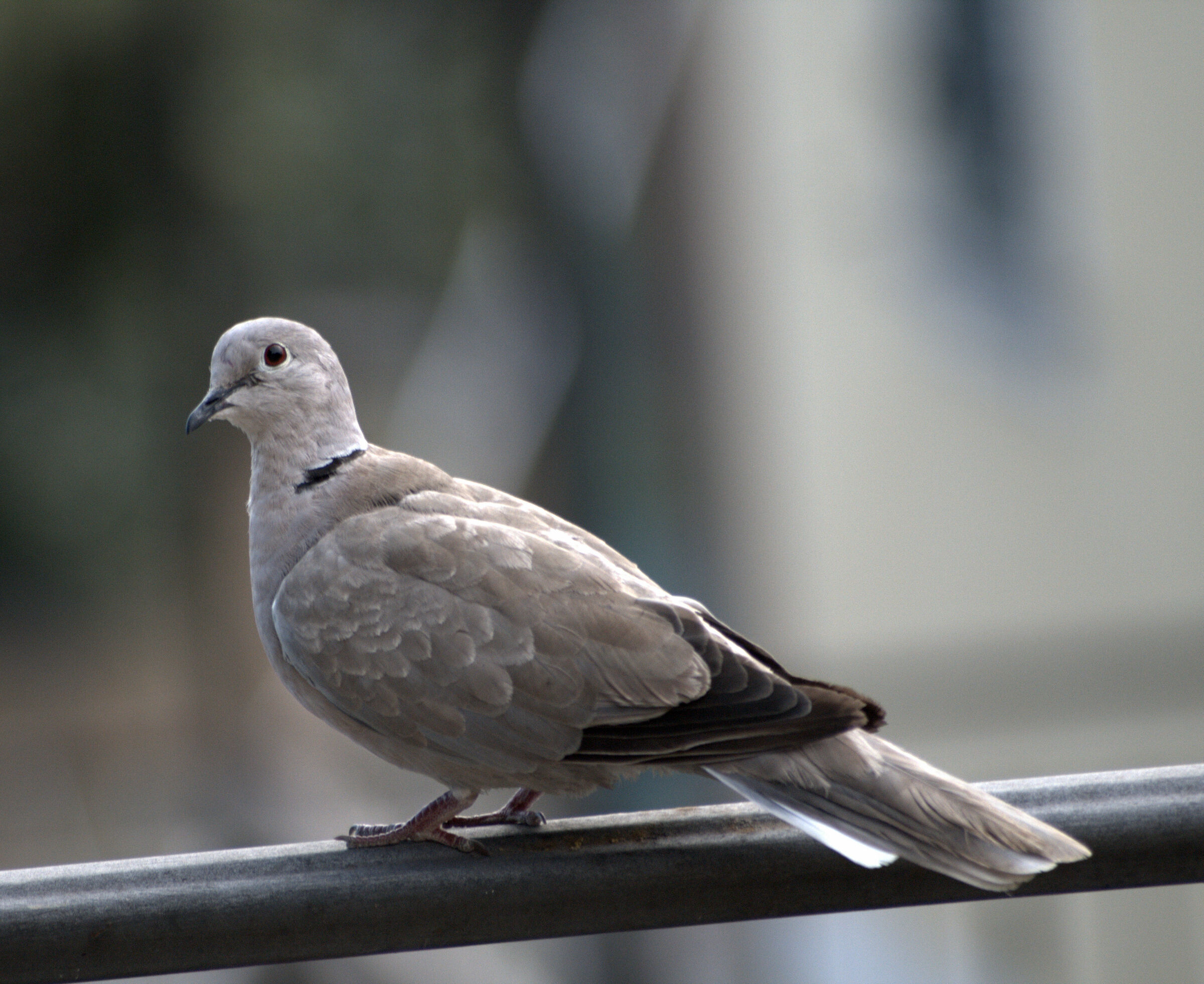 common dove...