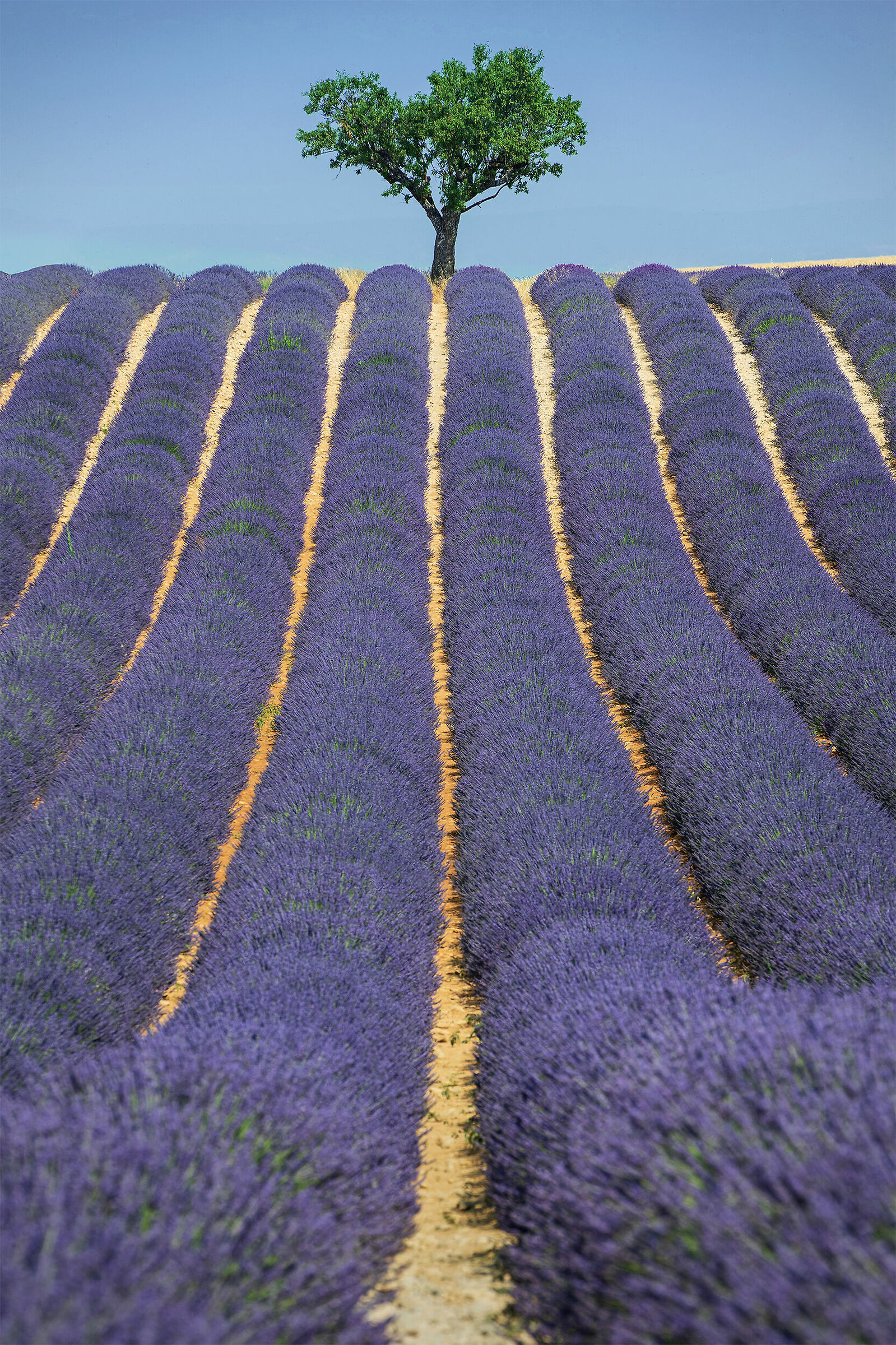 The Lines of Lavender...