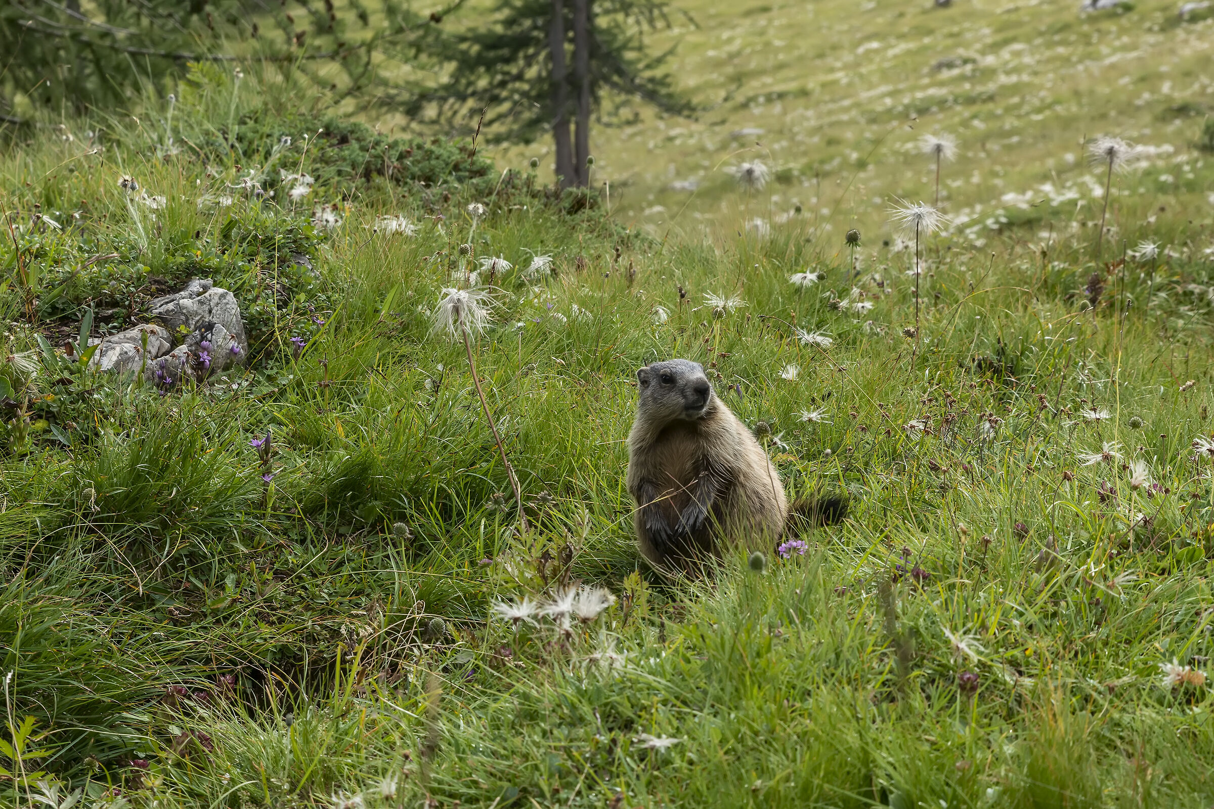 Young marmot on the pastures of the 5 towers...