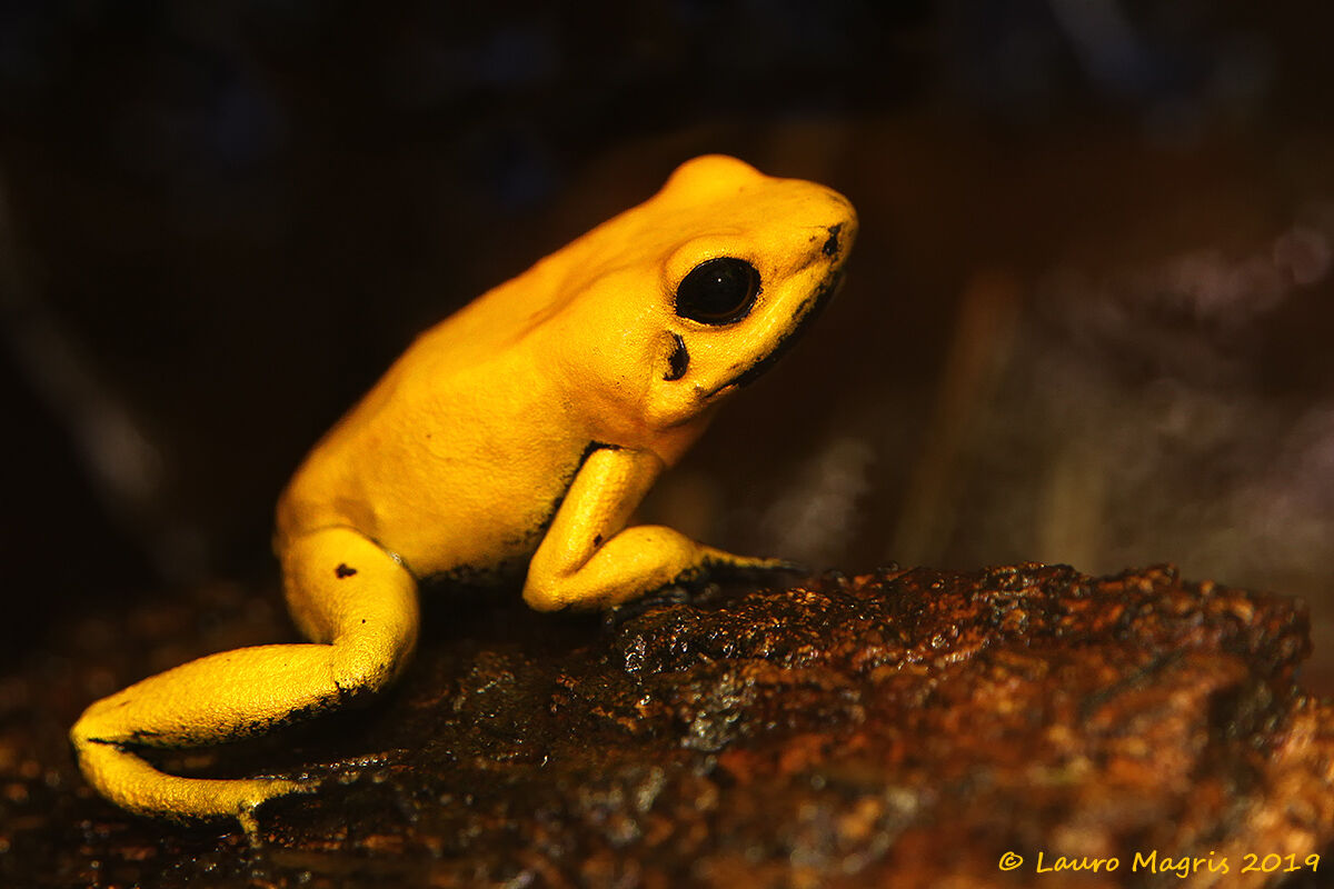 Thoughtful Golden Frog...