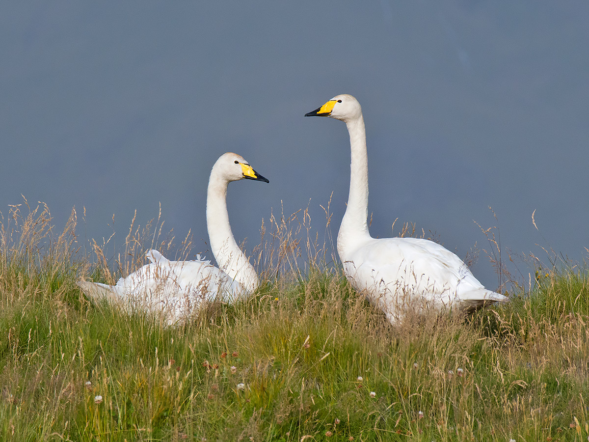 Wild Swan Couple...