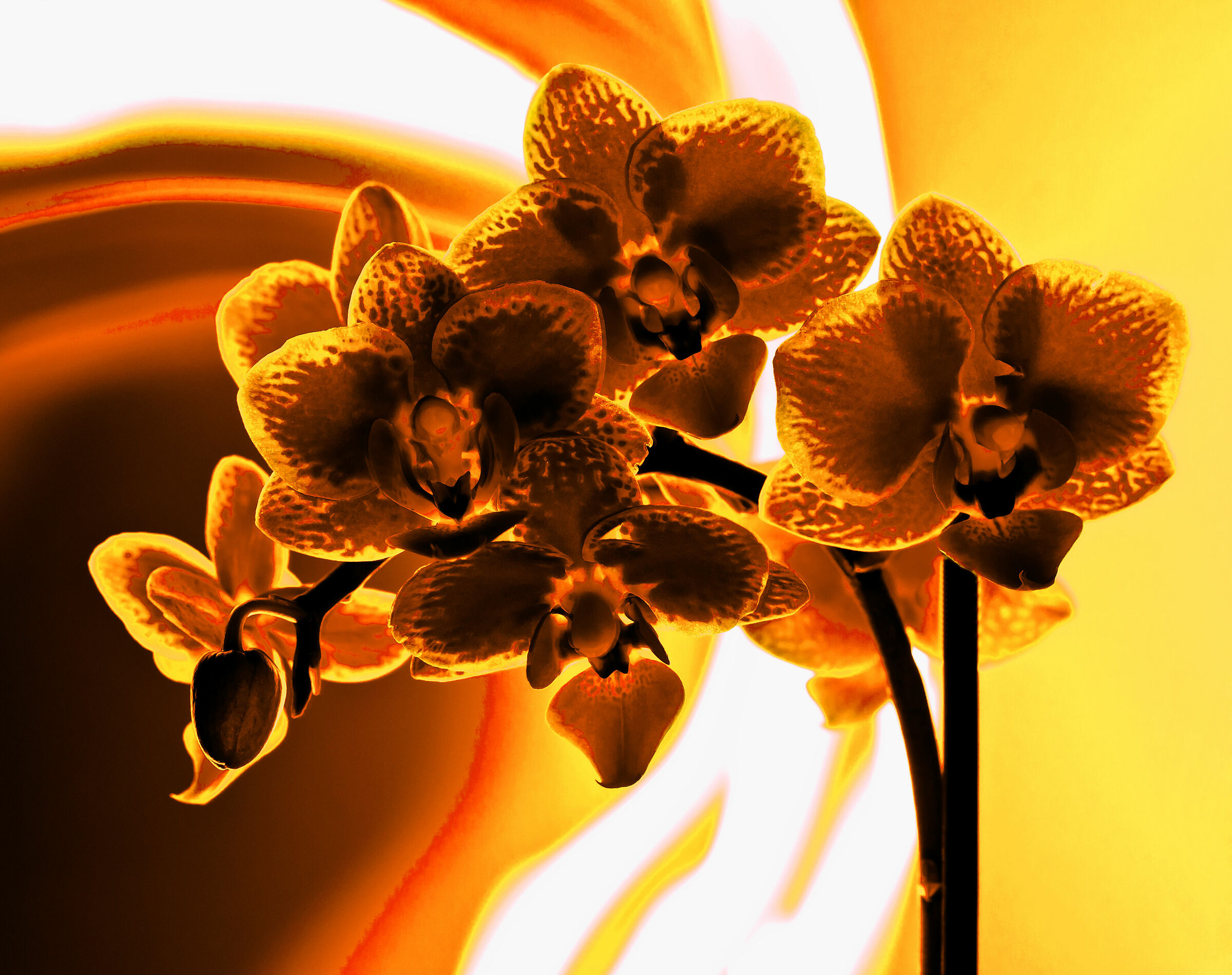 Orchid on fire...