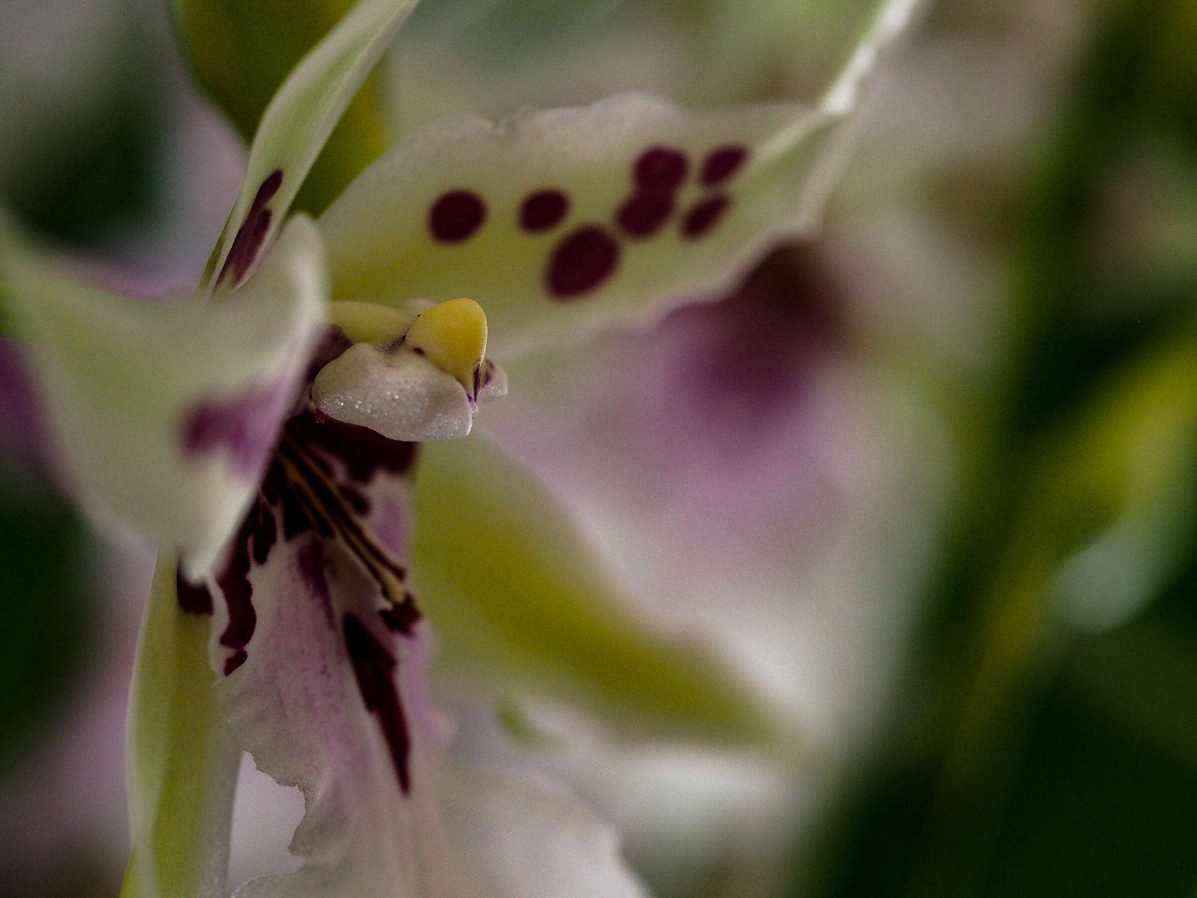 Orchidea Cambria...