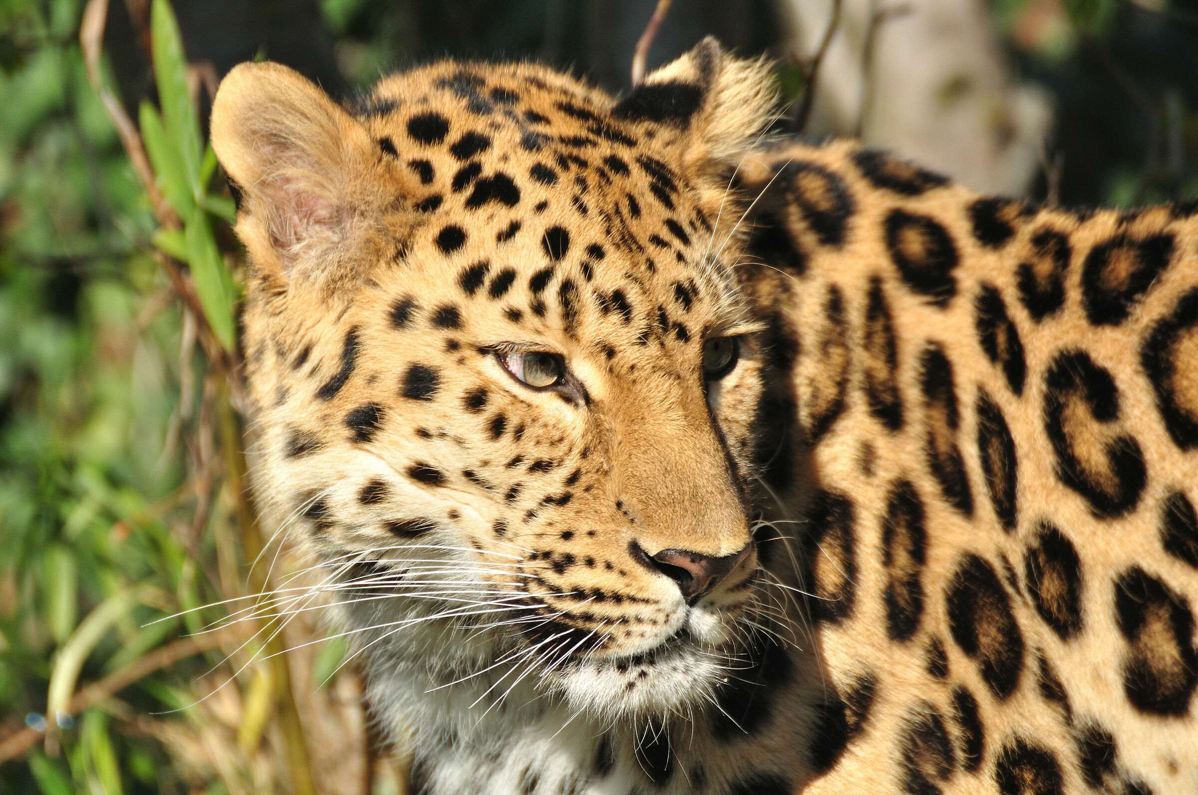 Leopard...