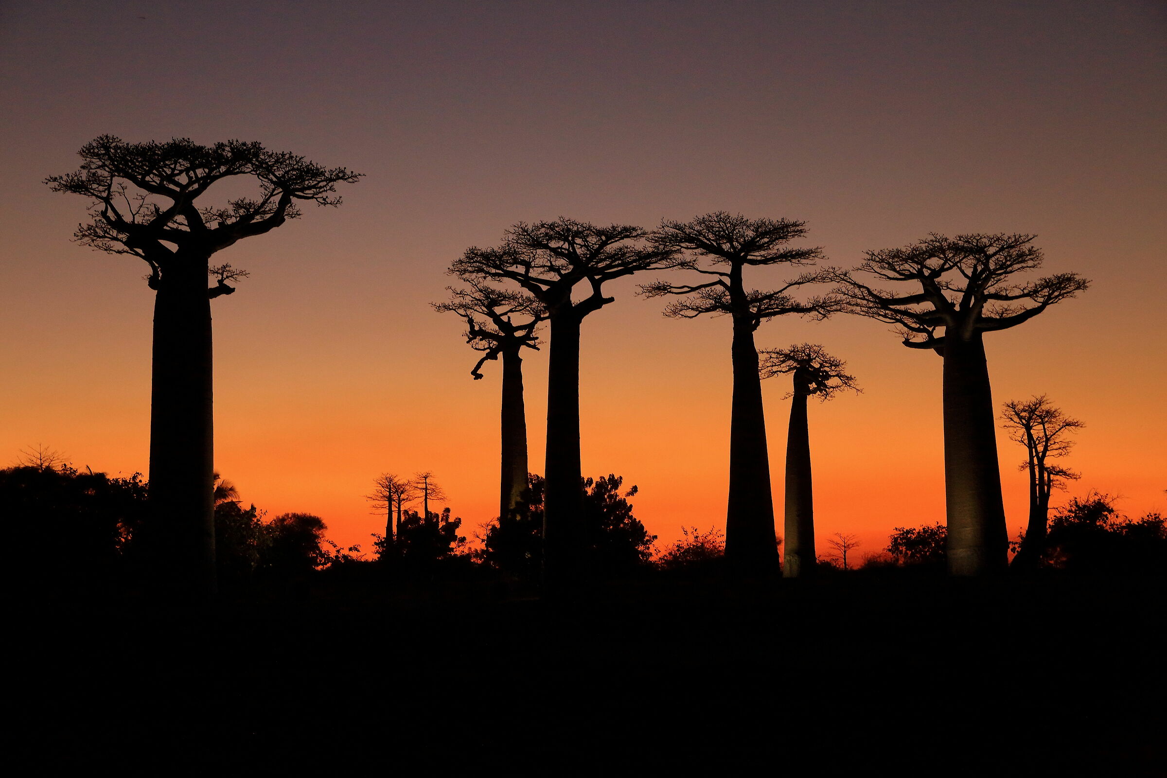 Il famoso viale dei baobab di Morondava...