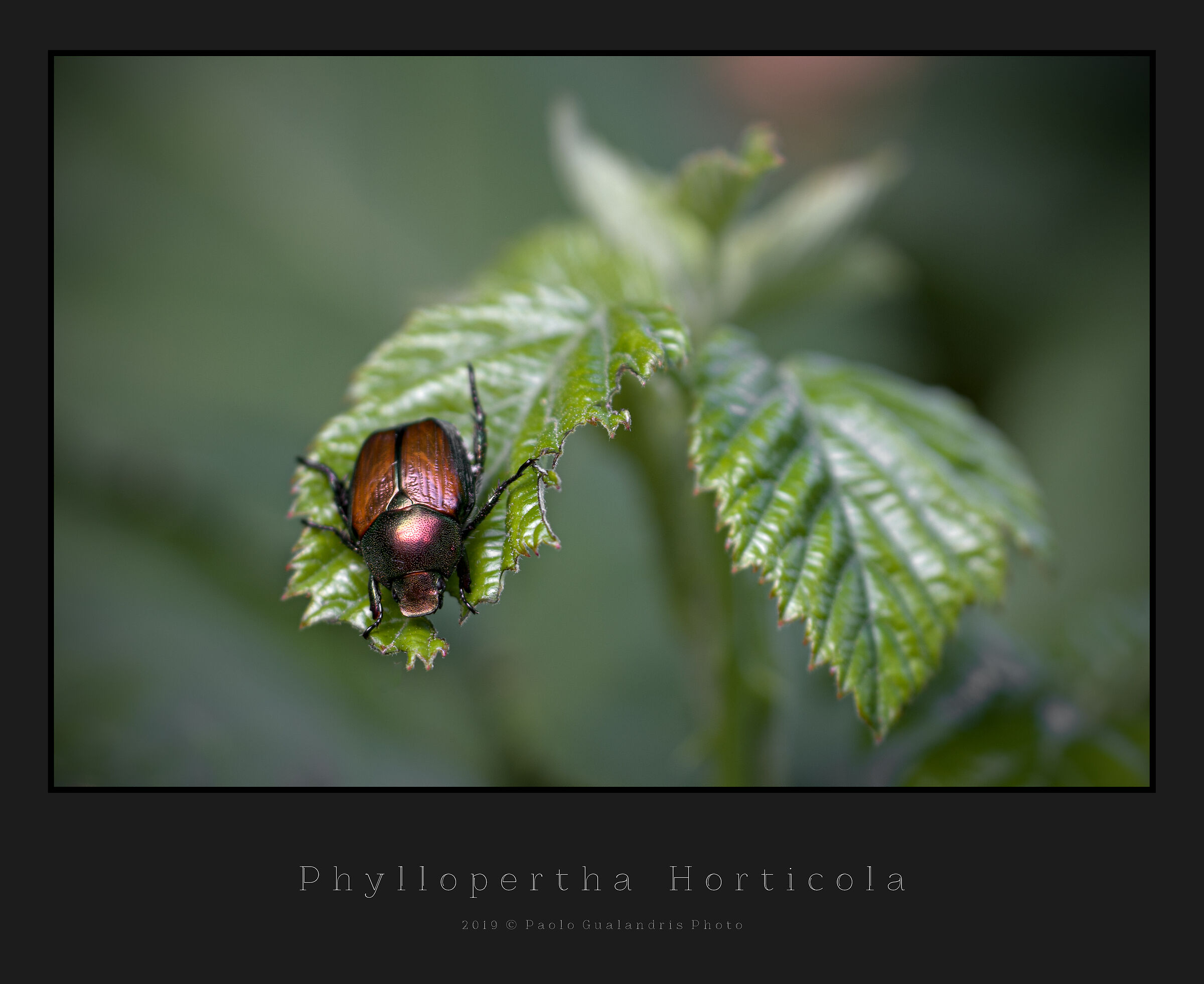 Phylopertha Horticola...