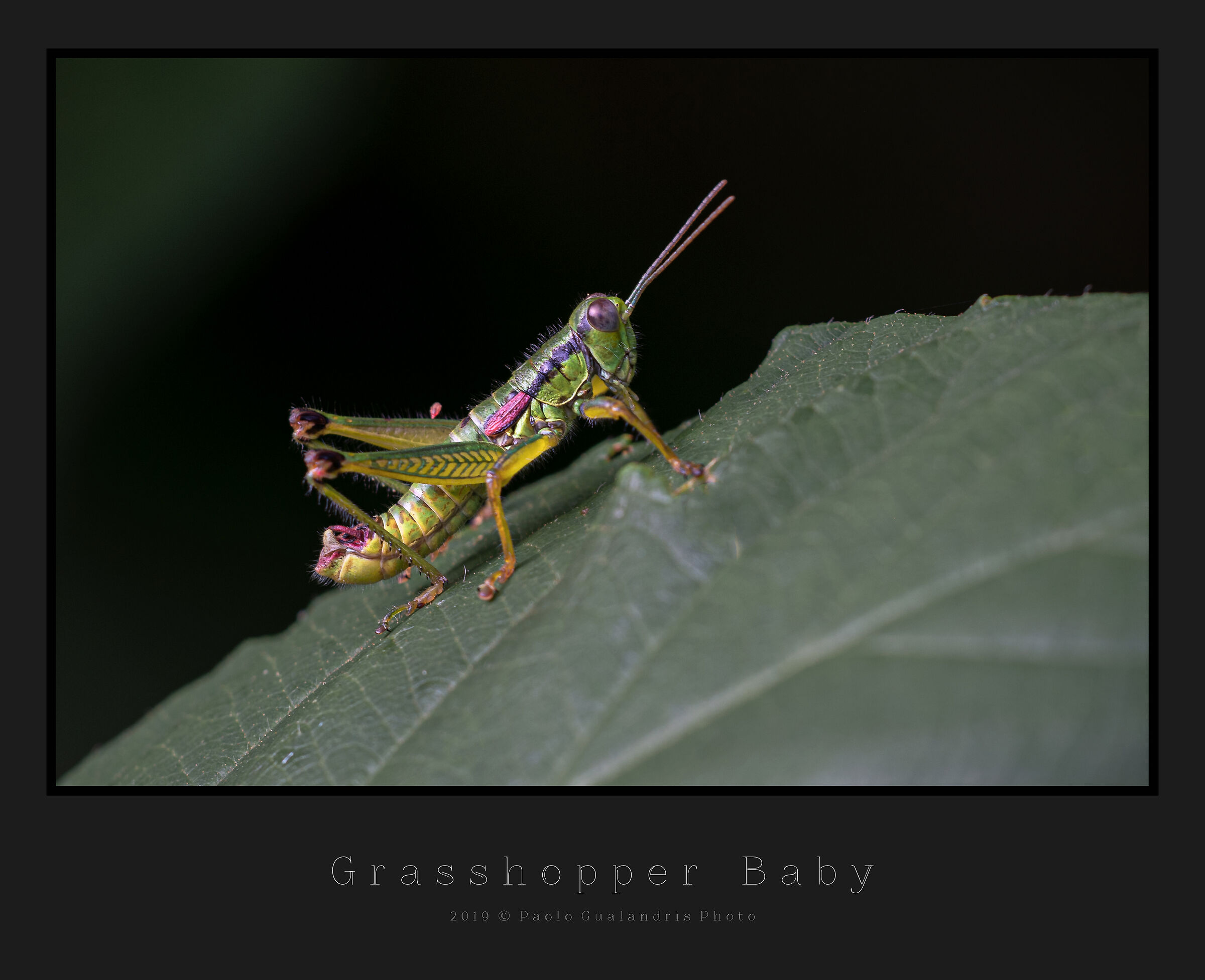 Grasshopper Baby...