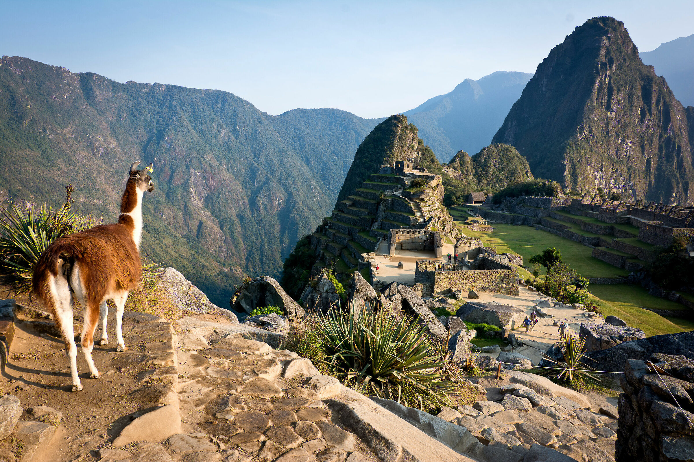 Machu Picchu: llamas are also fascinated by it...