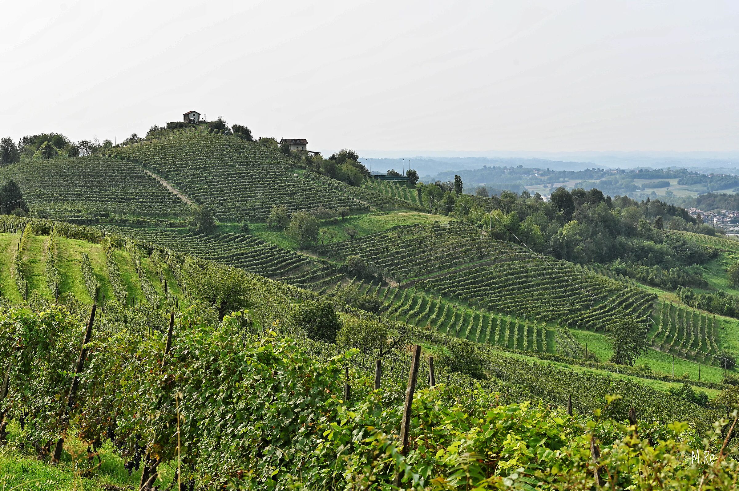 Monferrato Vineyards...