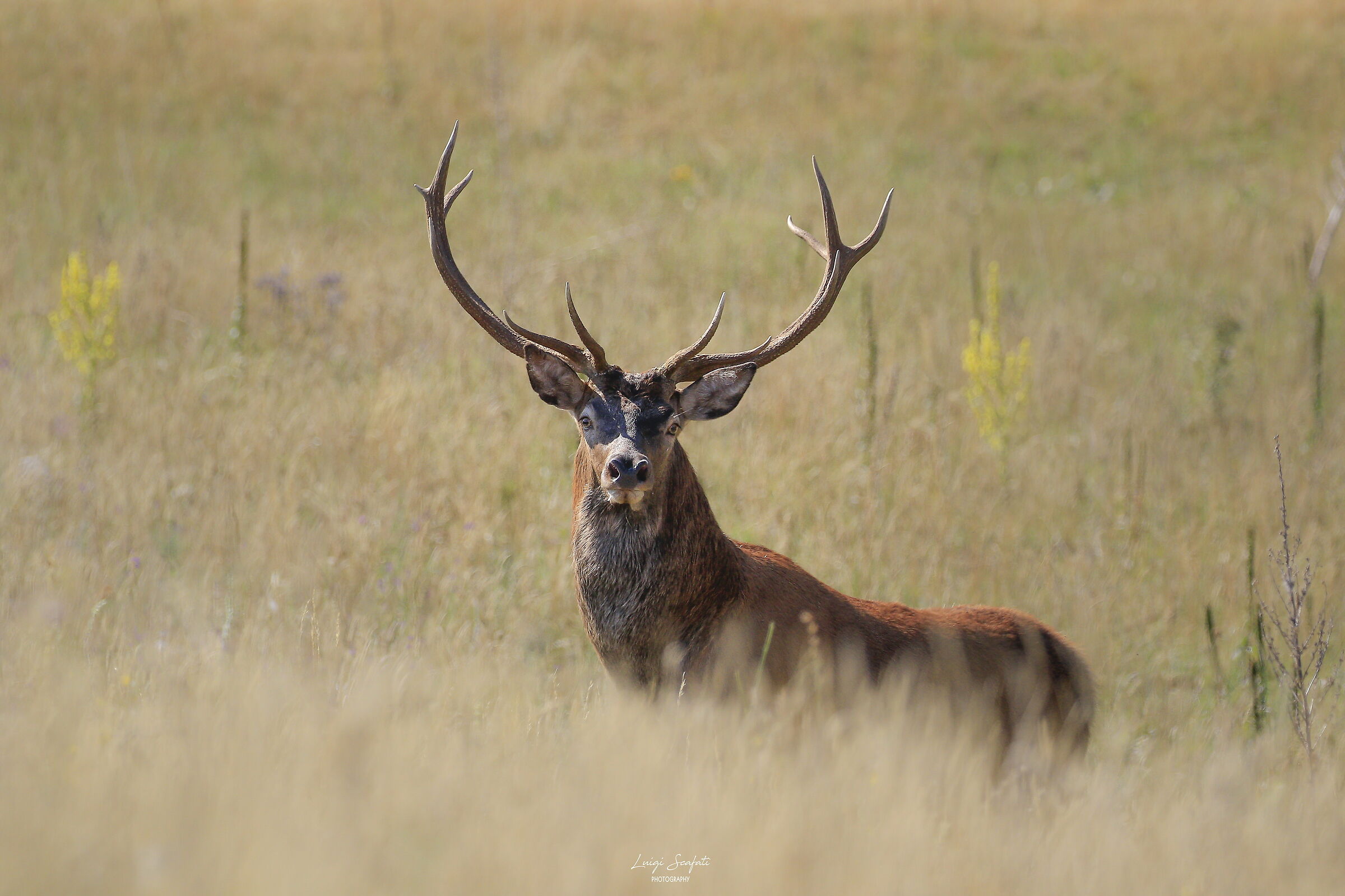 Noble Deer of Abruzzo...