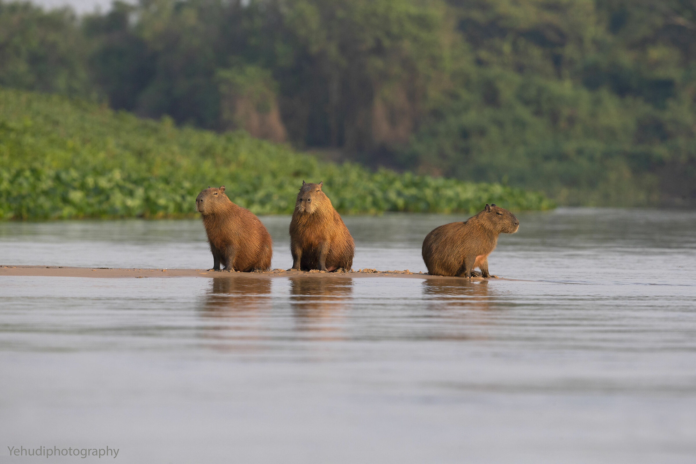 Capybaras....