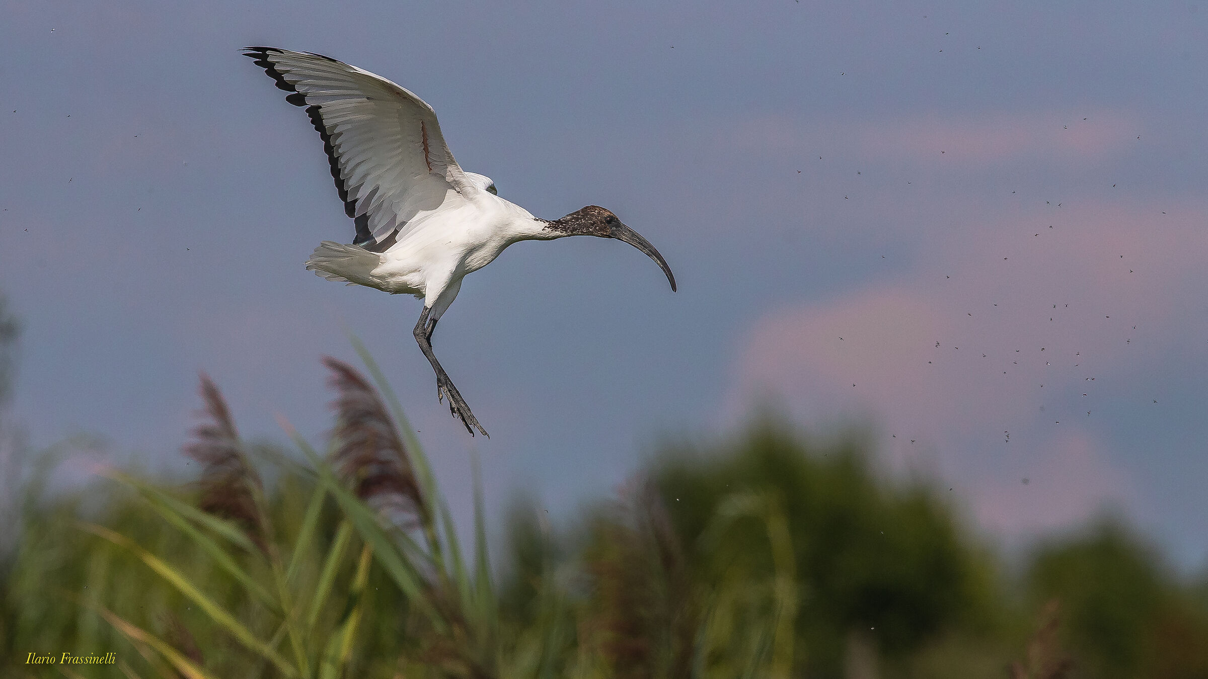 Sacred Ibis and Mosquitoes...