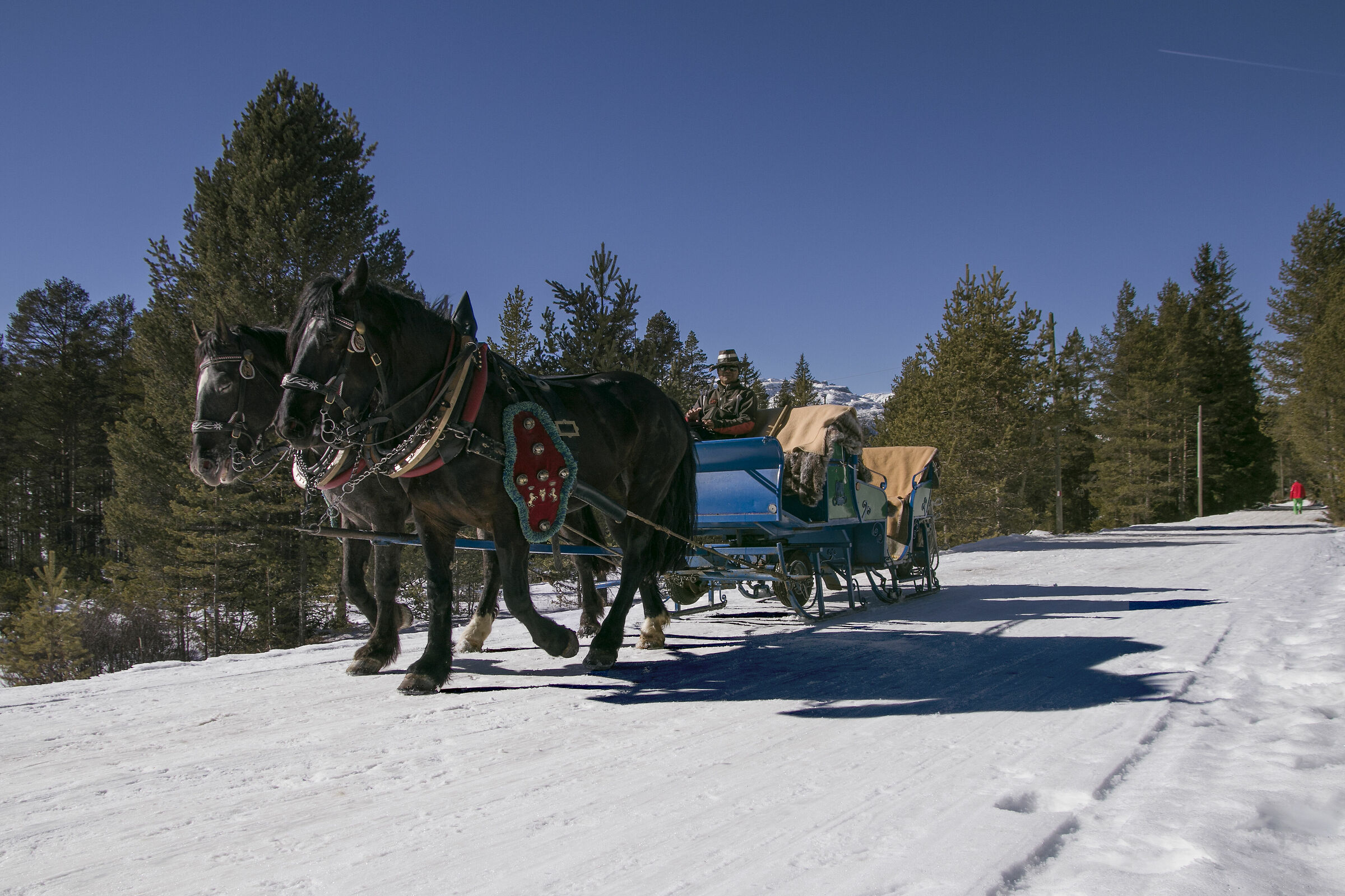 horses and sled...