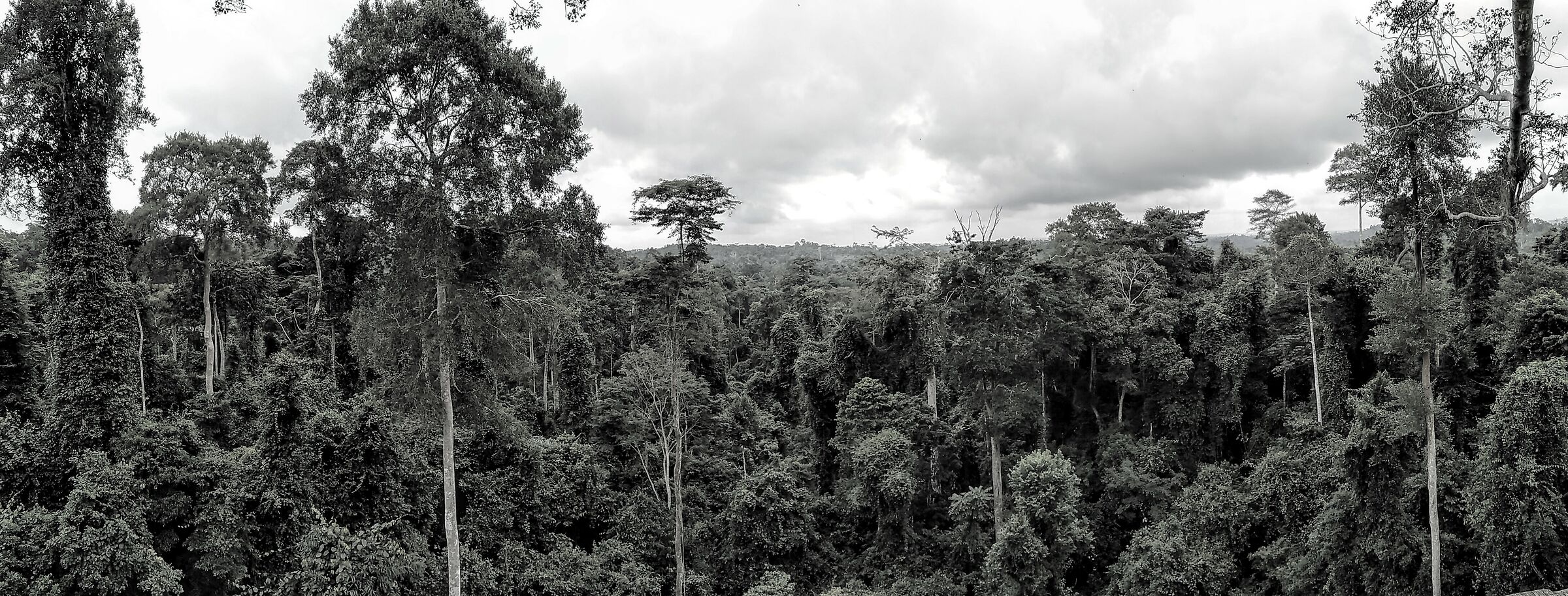 Ghana Rainforest...