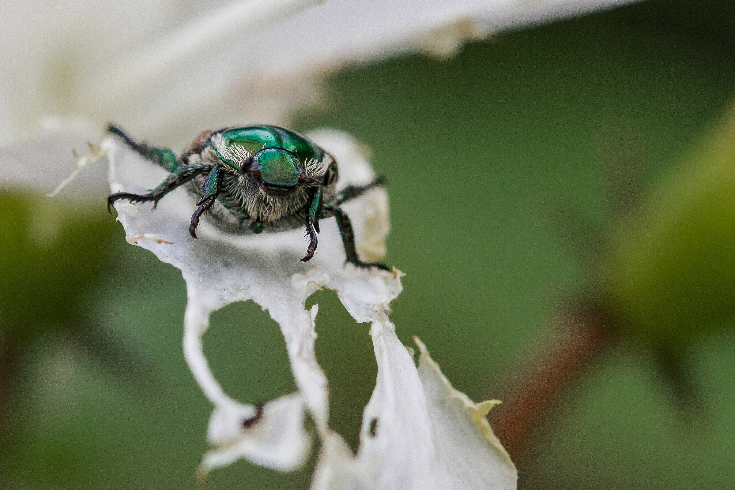 Green Scarab Beetle...