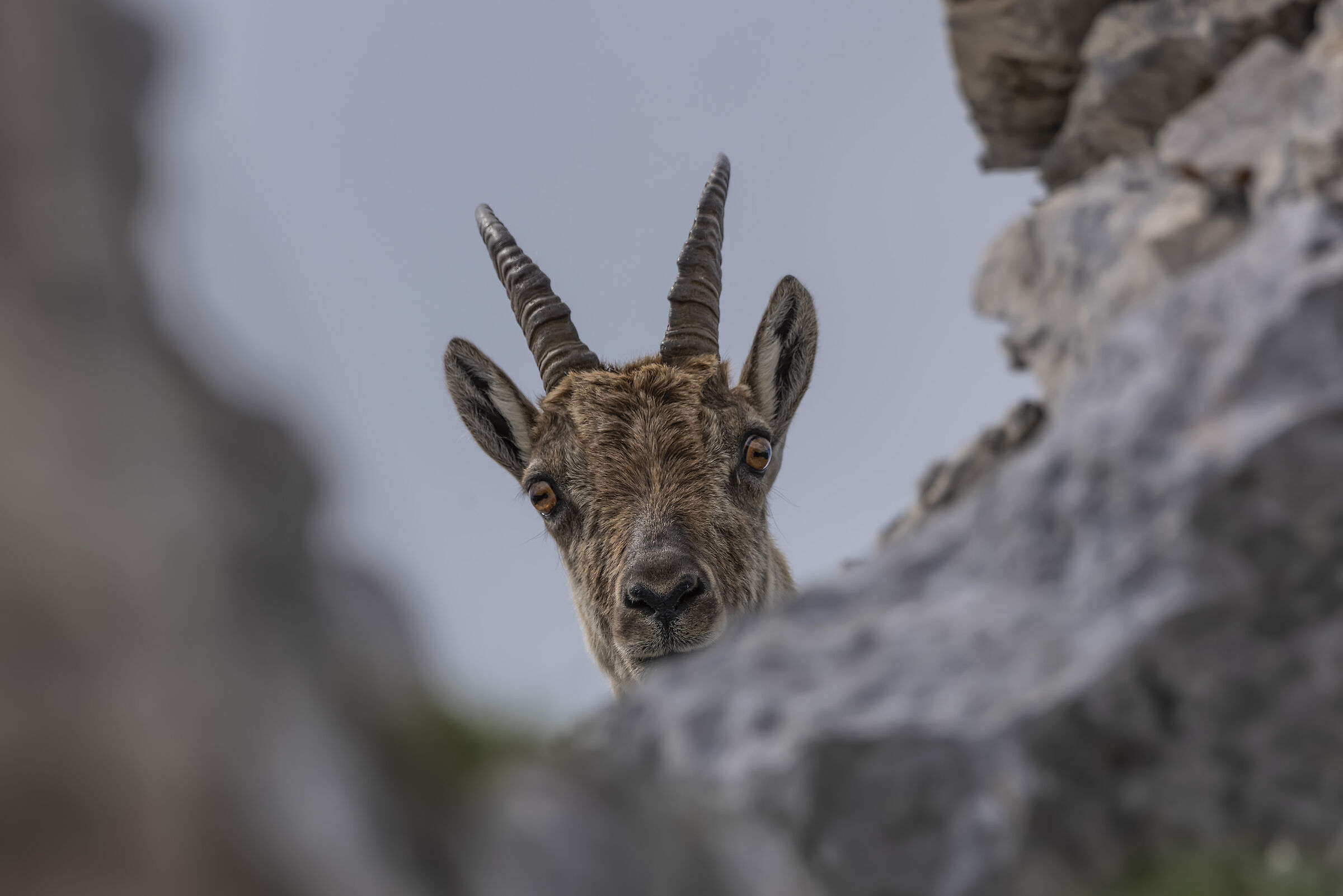 Curious female ibex...