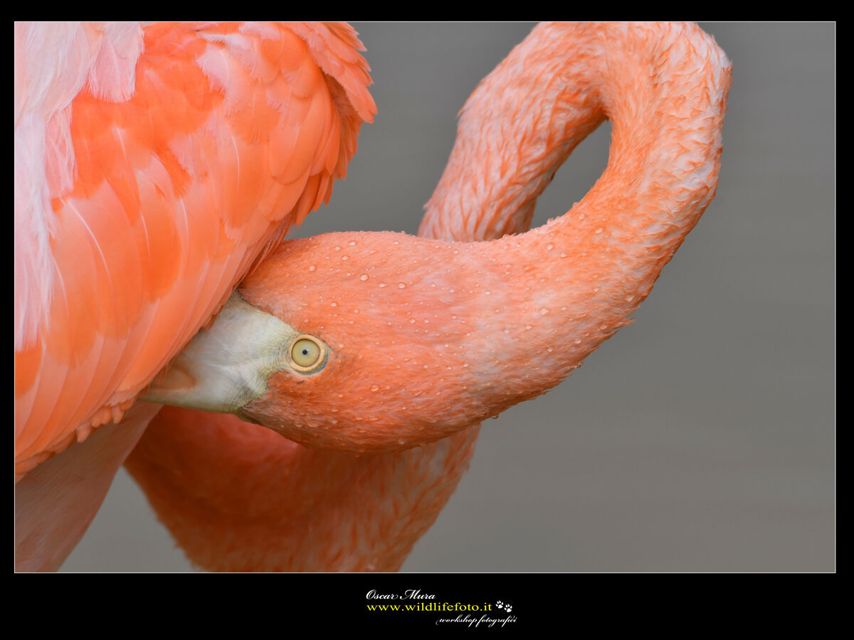 Galapagos Flamingo workshop wildlifefoto oscarmura...