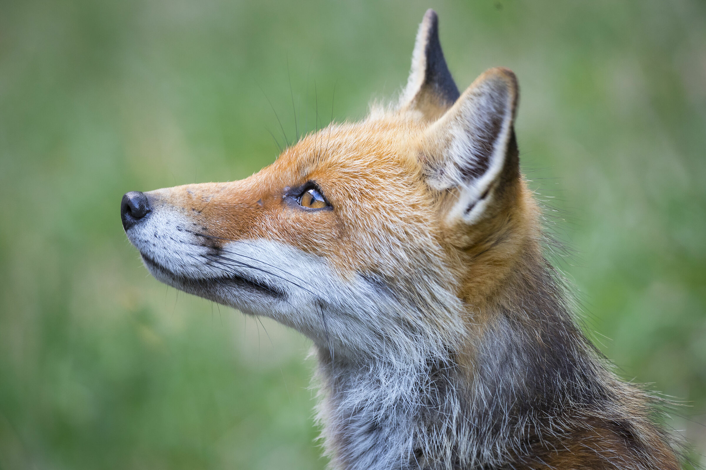fox in the park Abruzzo lazio molise ...