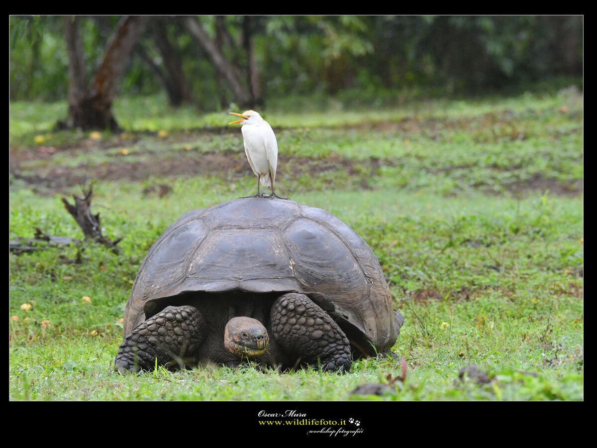 Galapagos tortoises and Guardabuoi tortoises ...