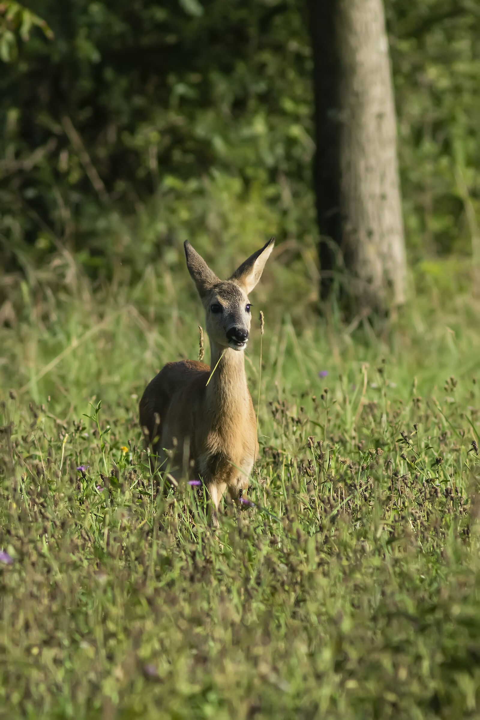 Female roe deer...