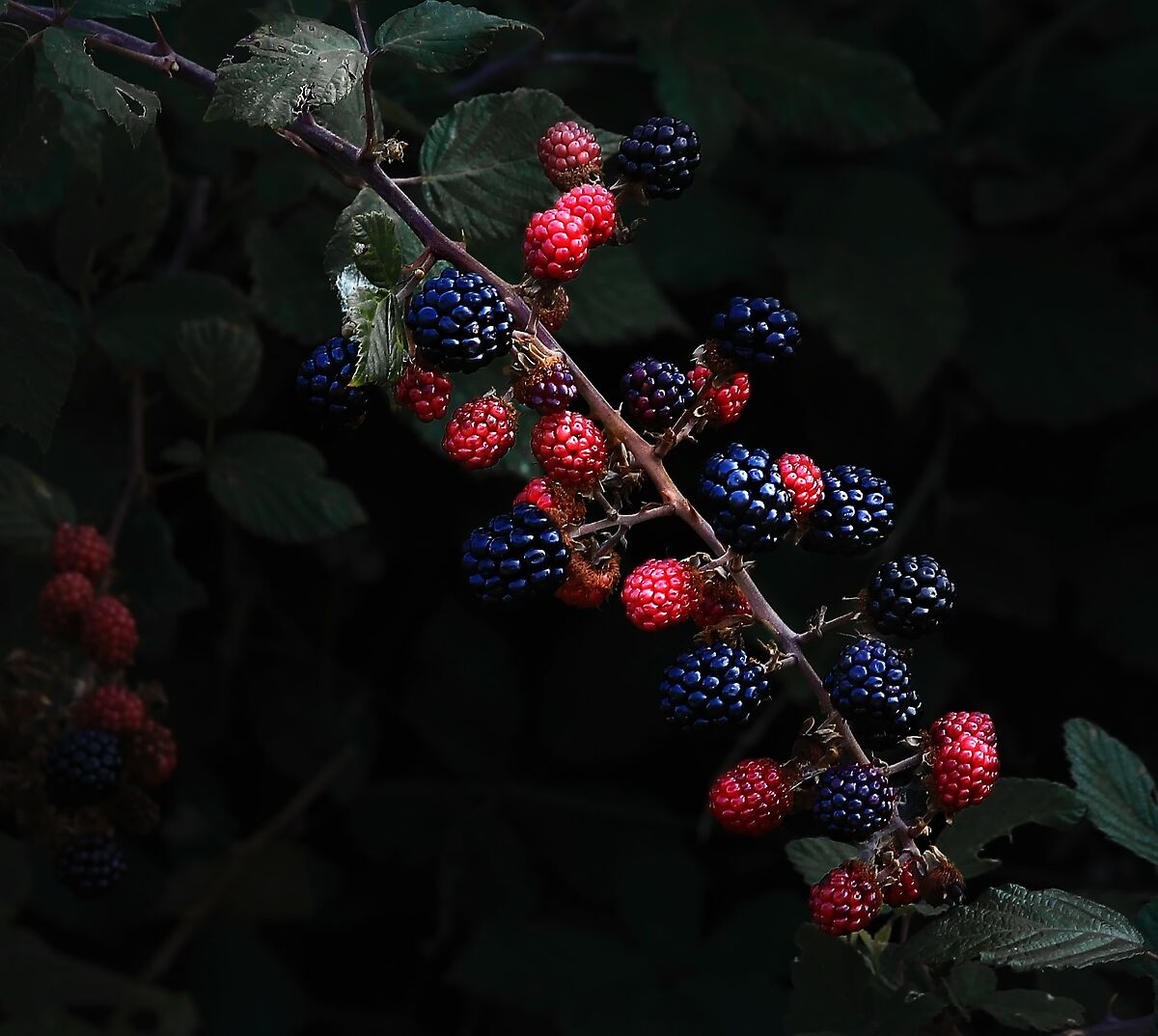 A... blackberries in summer...