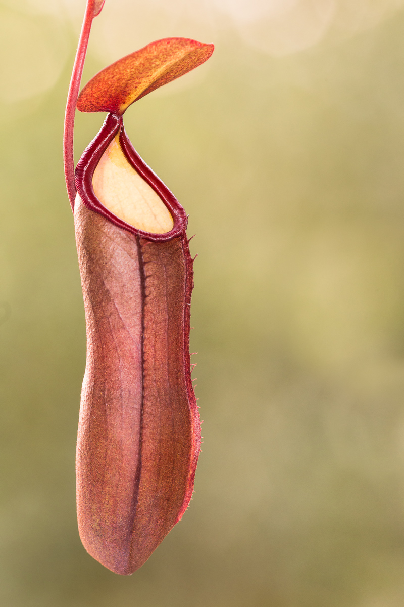 Ascidio di Nepenthes sanguinea (Pianta carnivora)...
