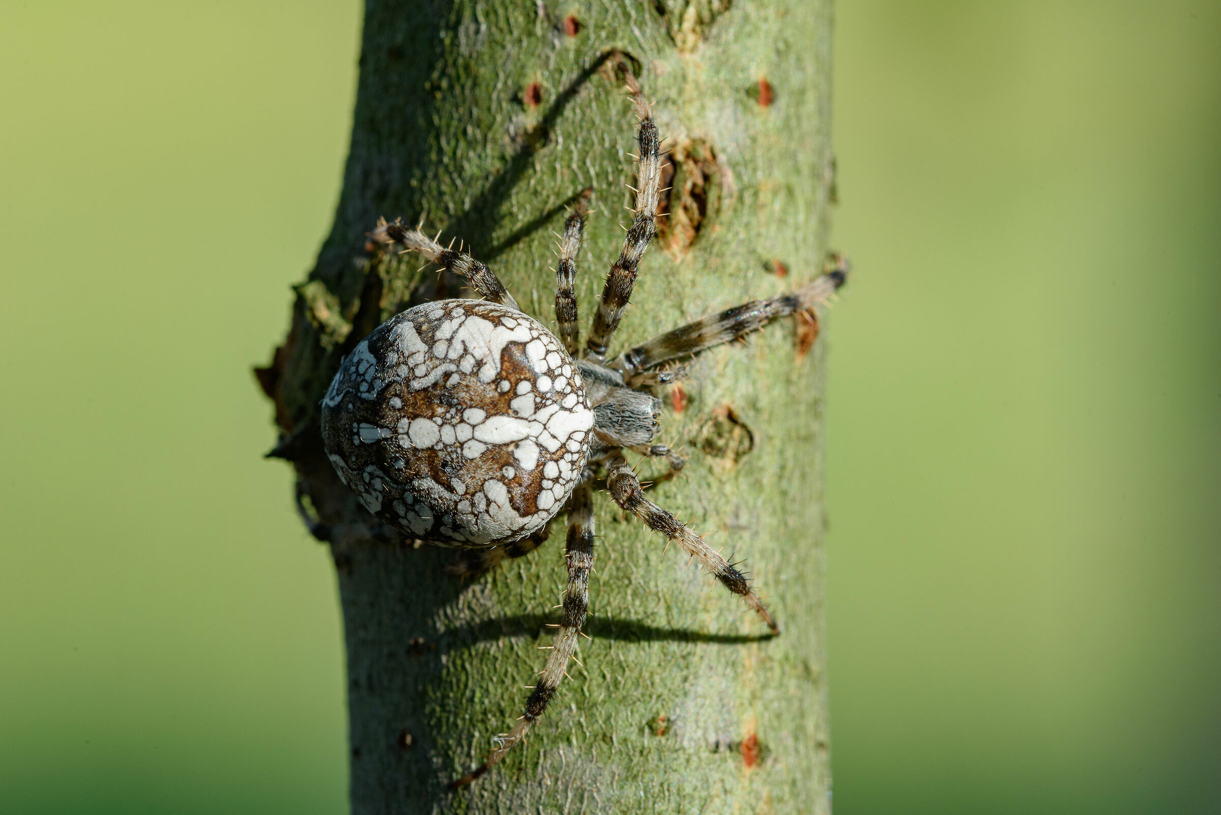 Spider Cross...