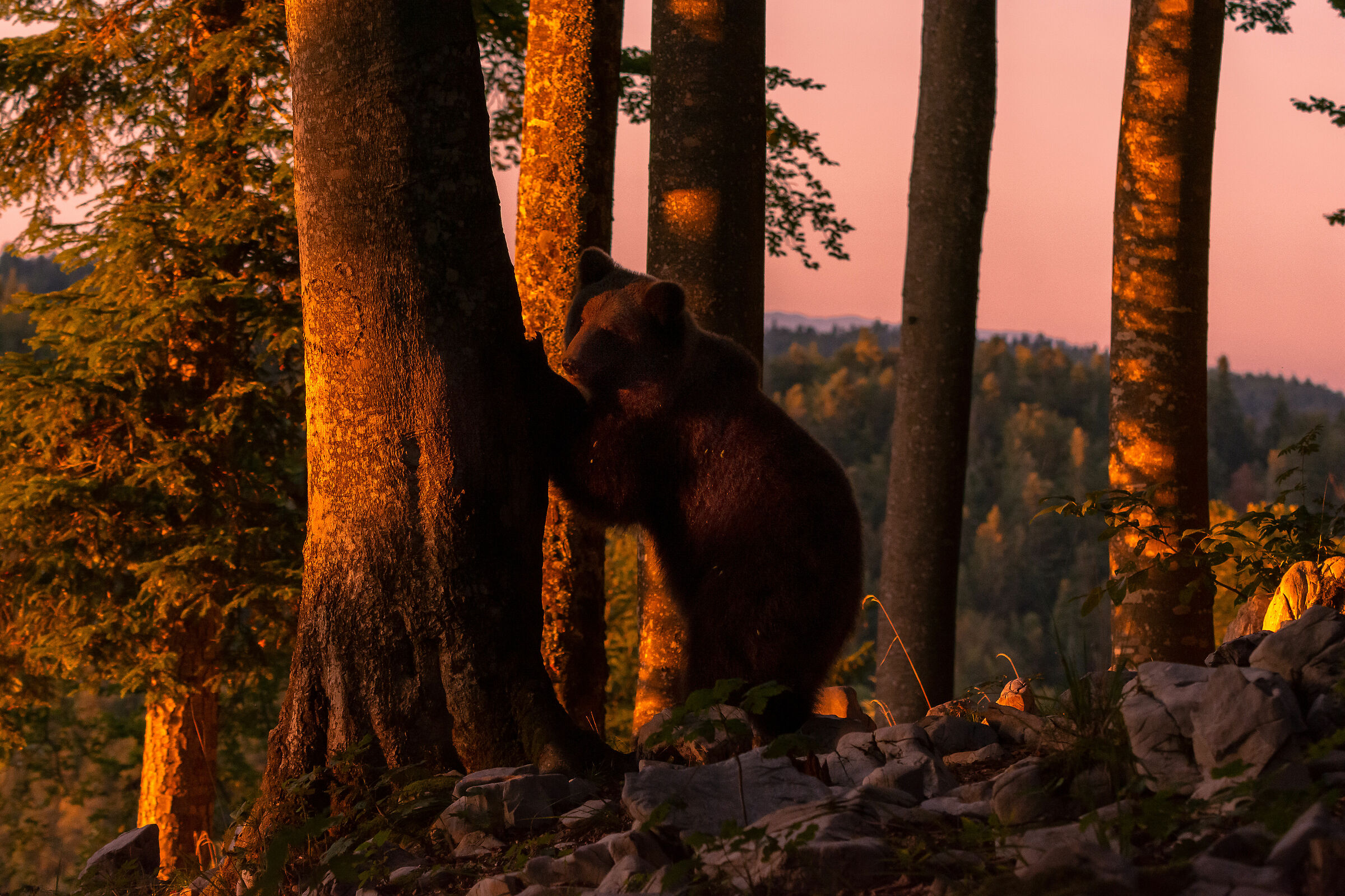 Brown Bear at Sunset...