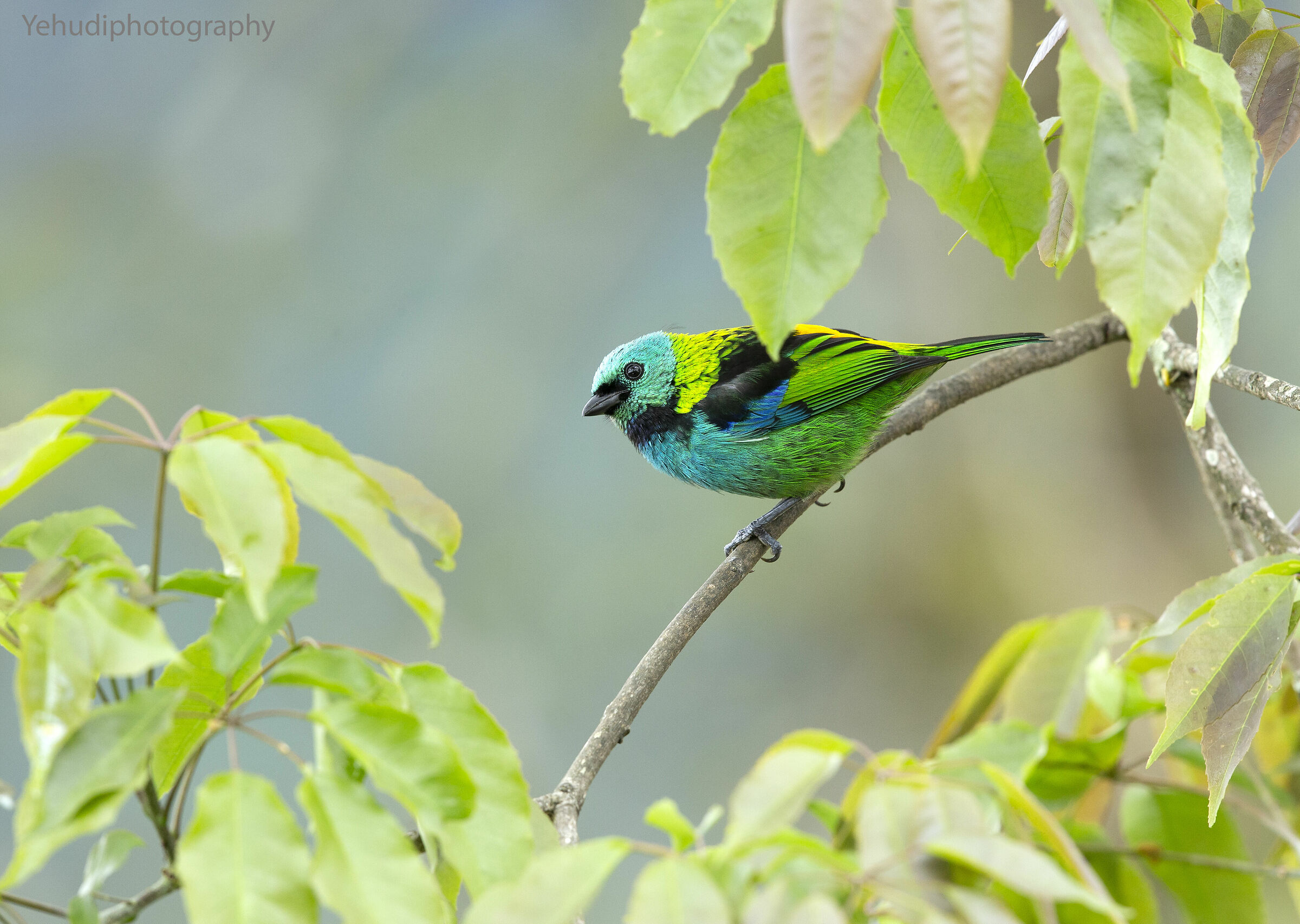 Green Headed tanager...