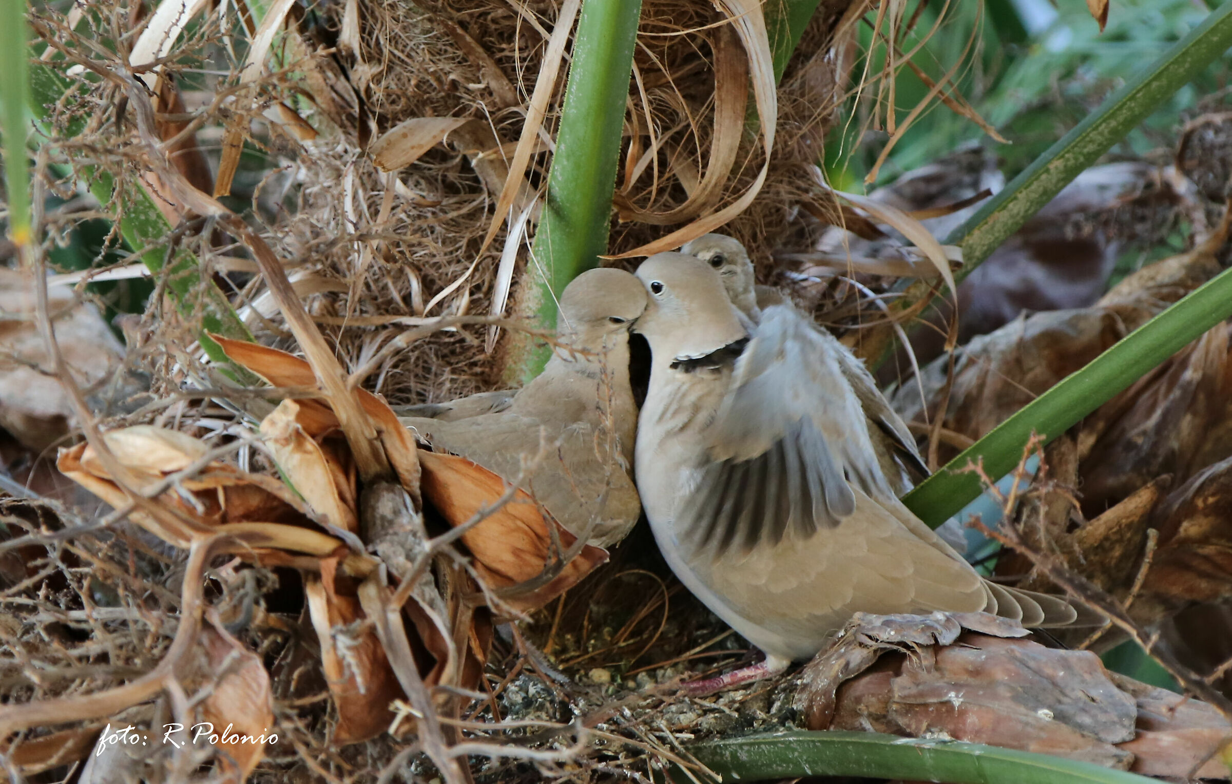 The "feeding" of a dove mother....