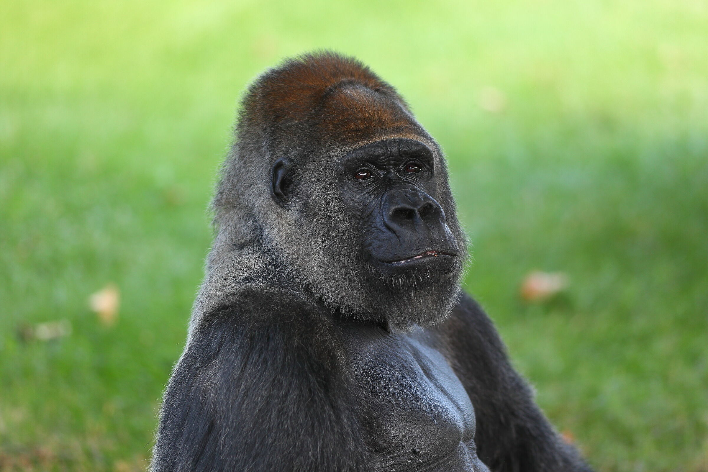 Gorilla at Fasano Wildlife Park...