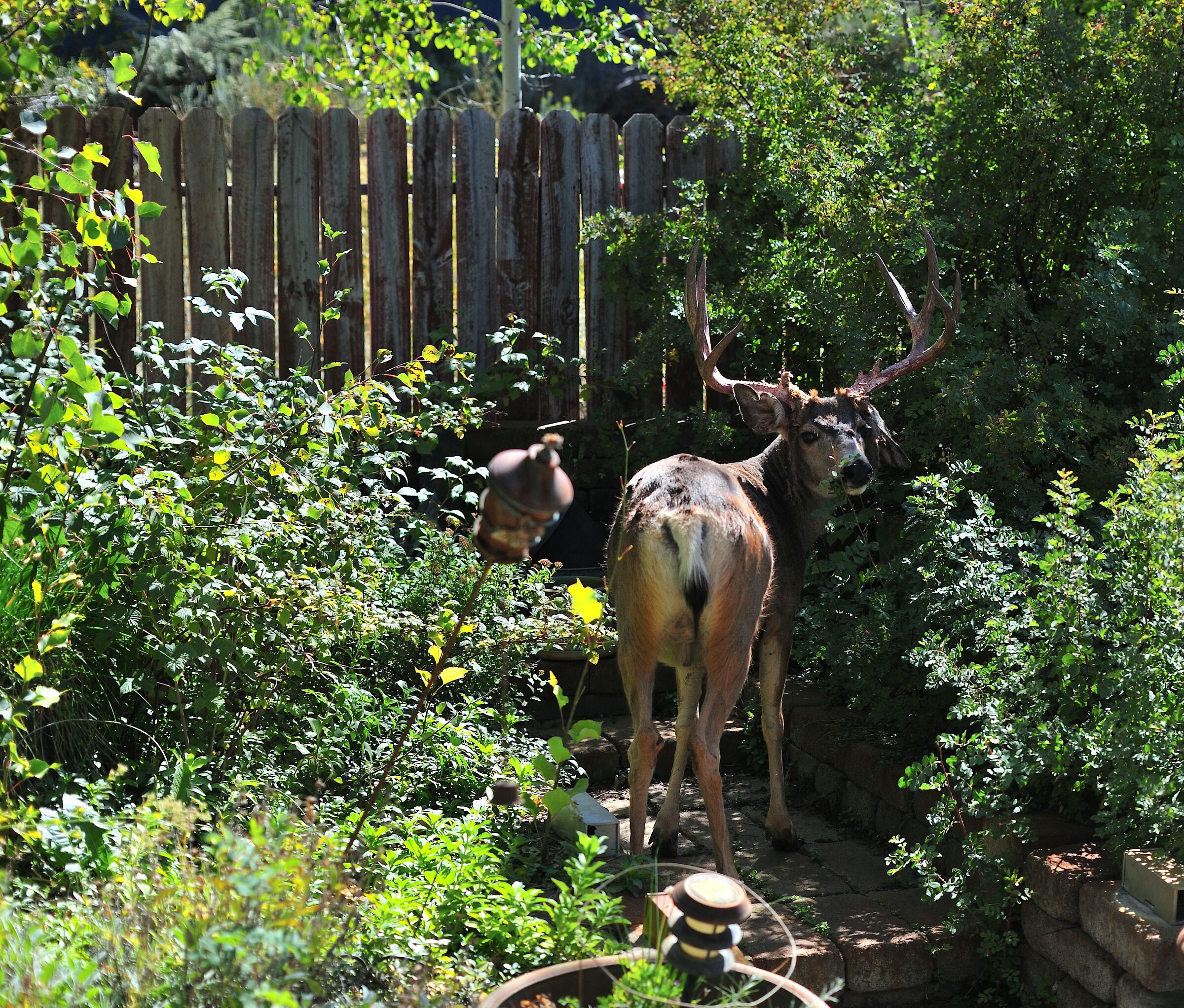 Floppy ear deer visiting our wild rose garden...
