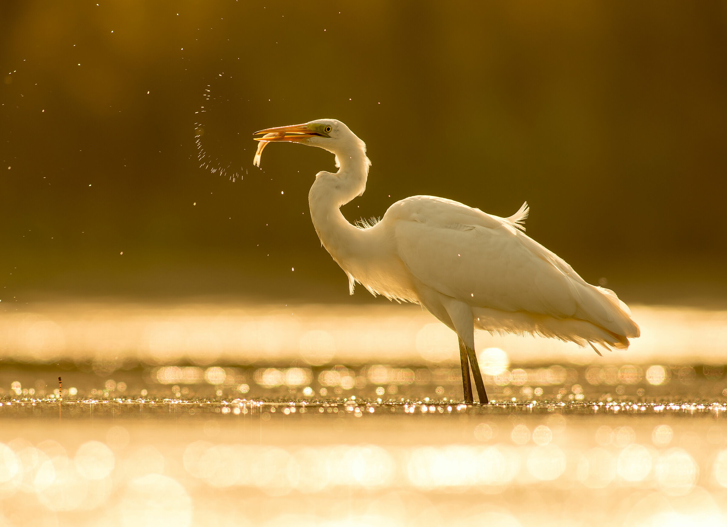 white egret...
