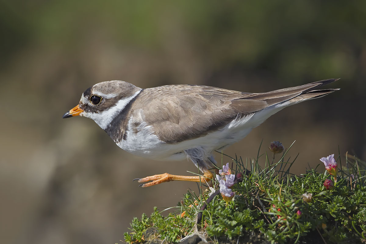 Common ringed plover...