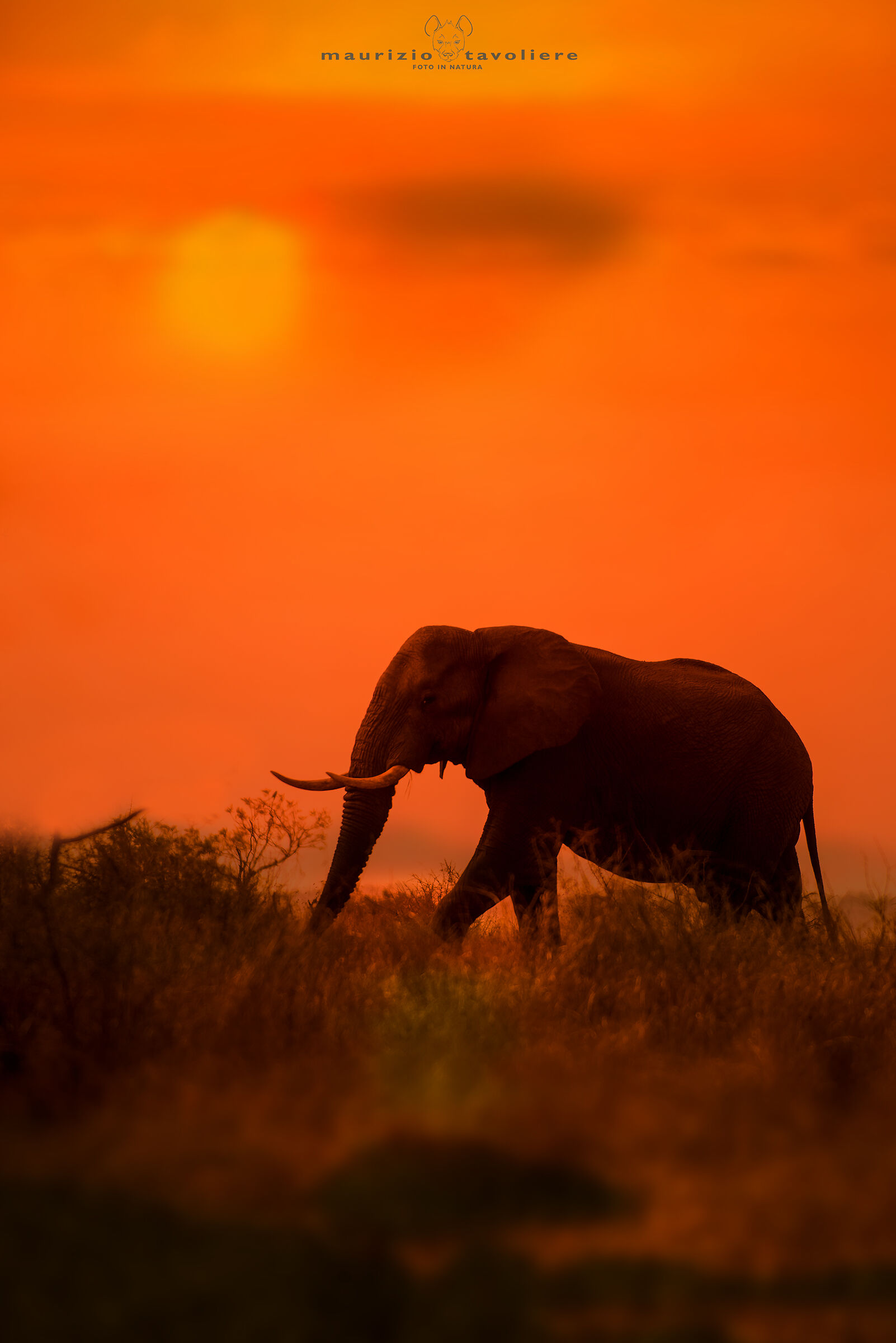 Sunset Elephant .....