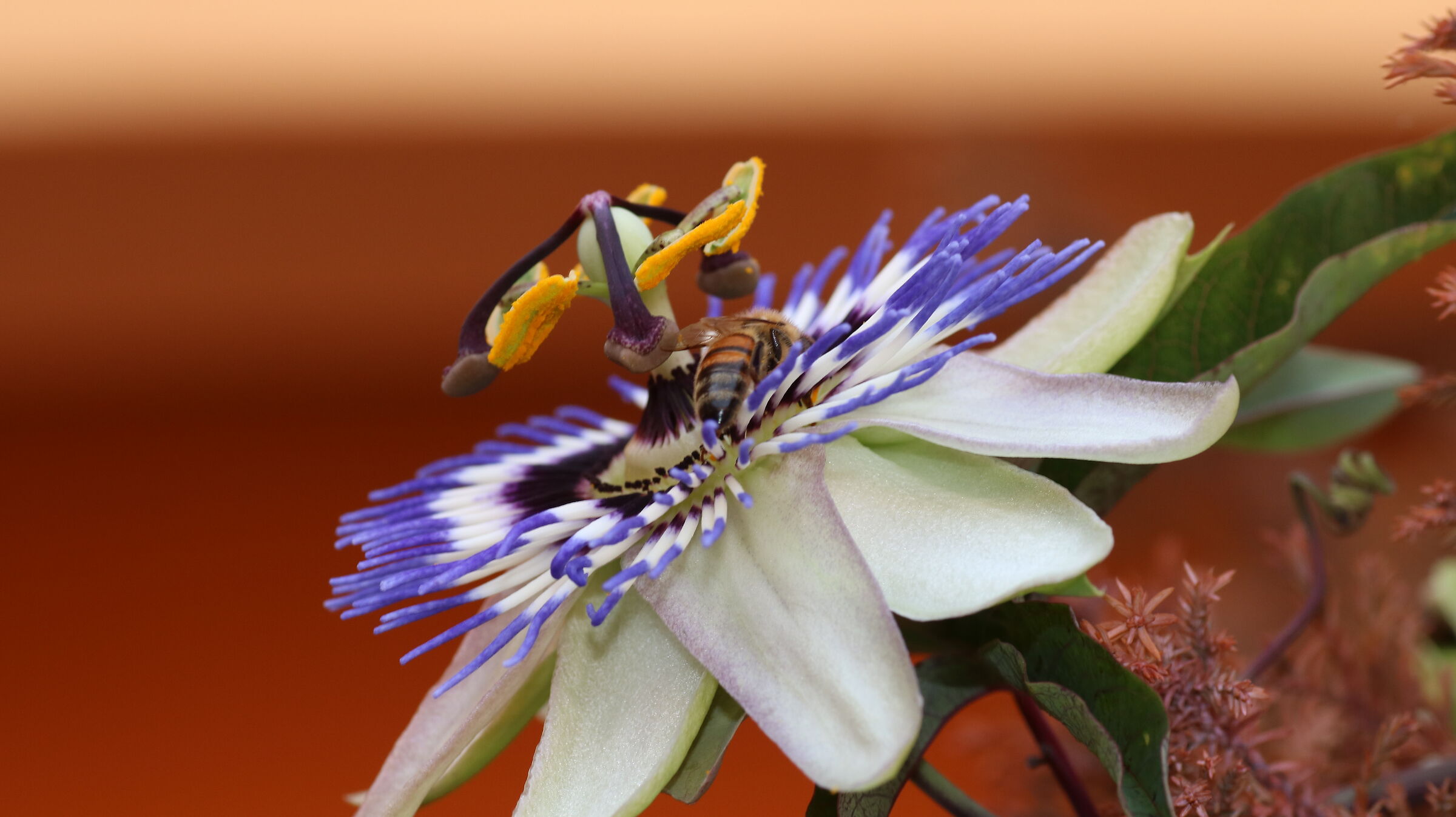 passiflora con vespa...