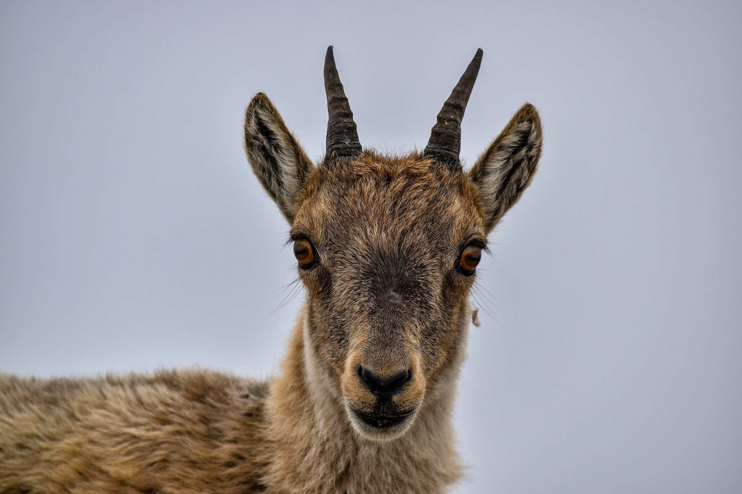 Portrait of a young ibex female...