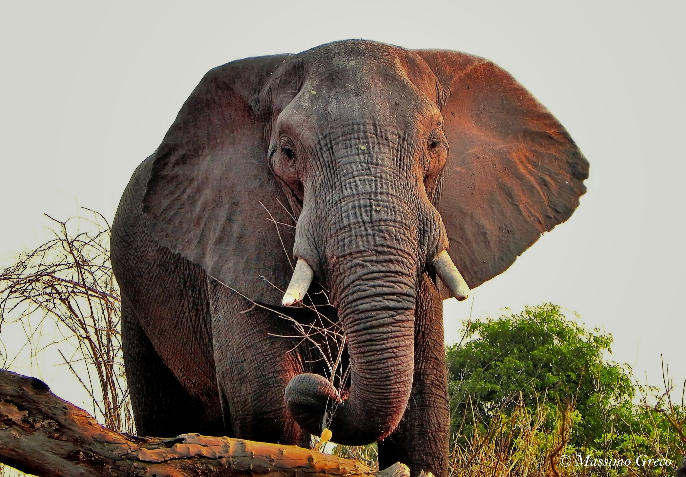 Elefante africano...