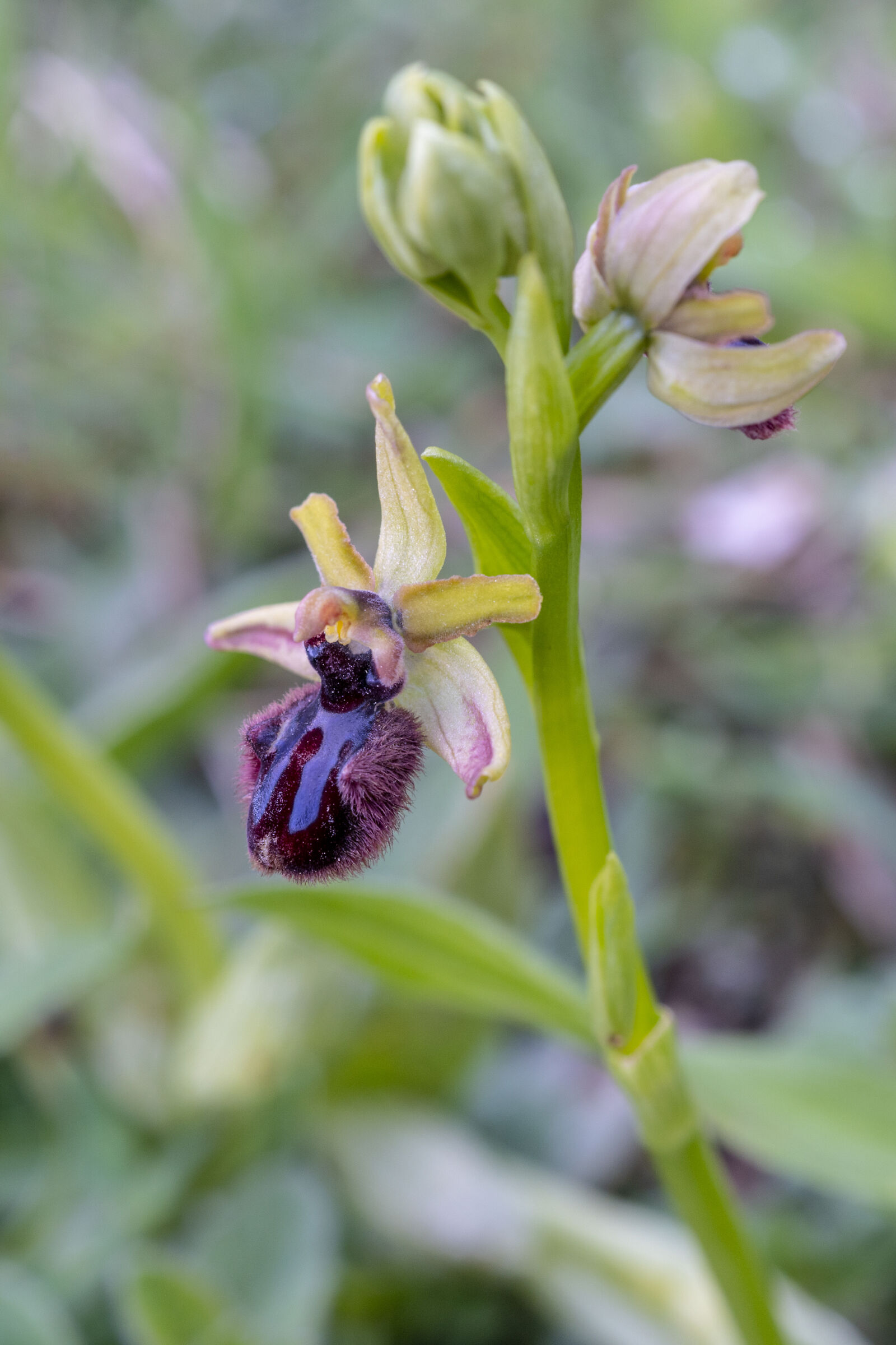 Incubaceo Ophrys...