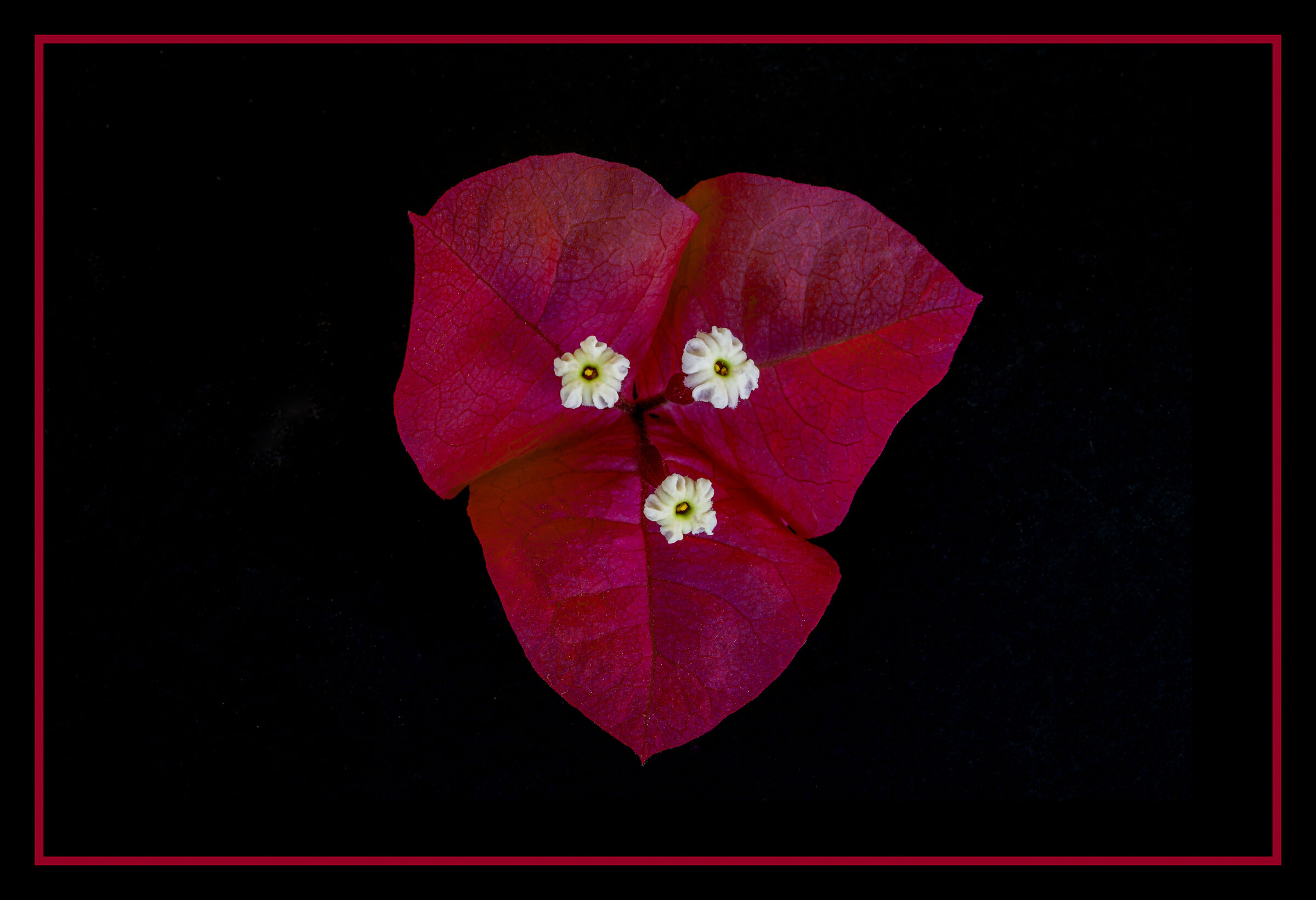 Red Bouganvillea with flower...
