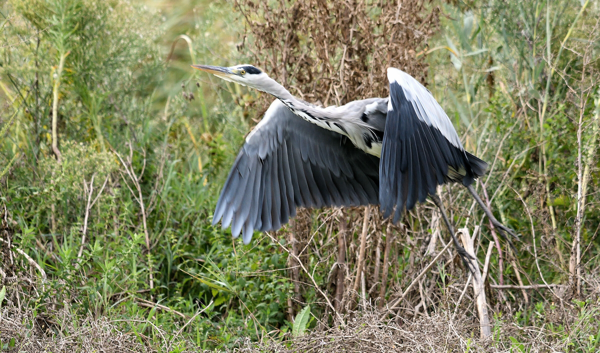 the detachment of the heron...