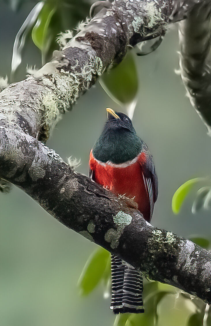 trogon colored strong crop...
