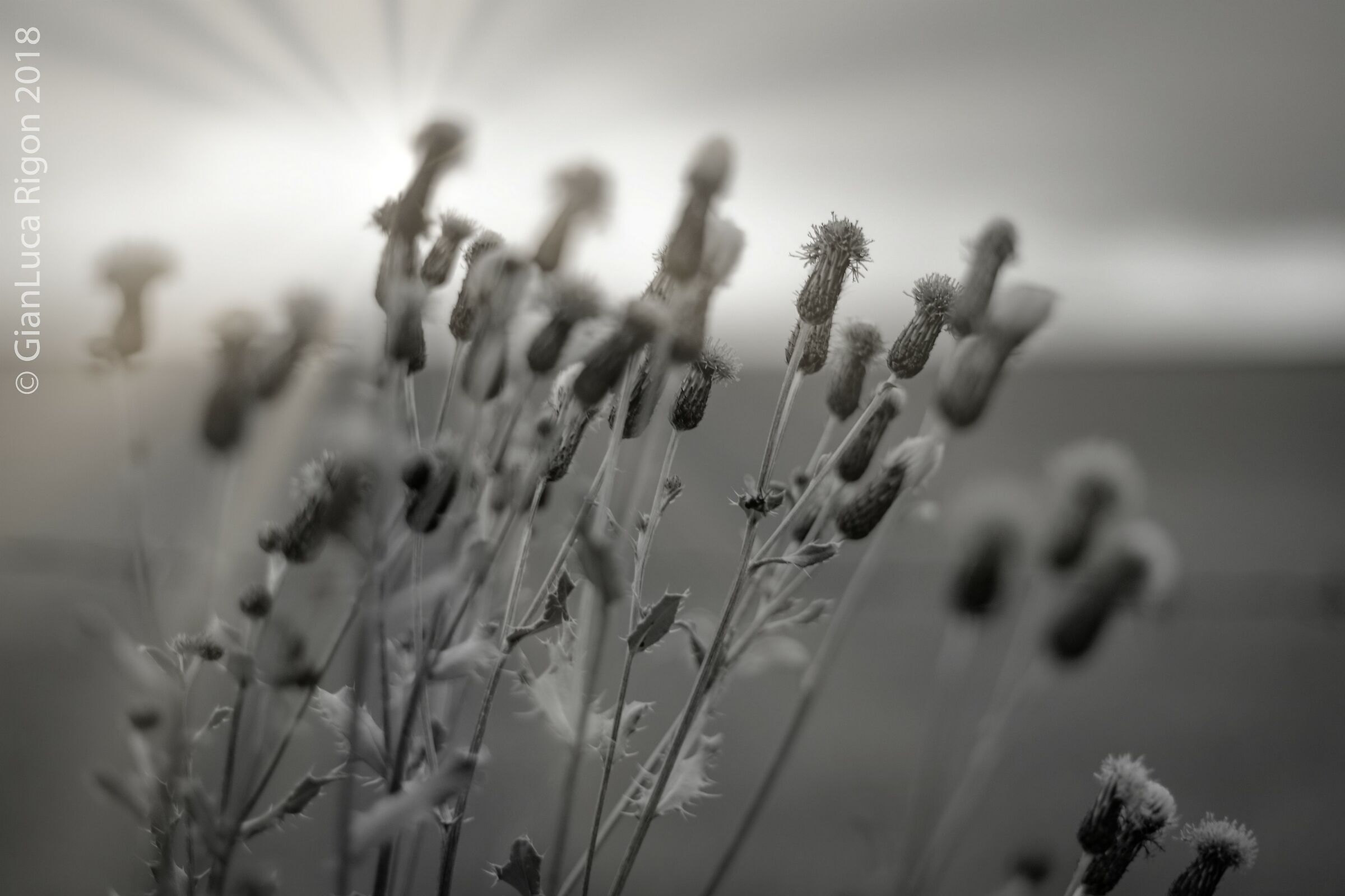 Black and white thistle flowers...