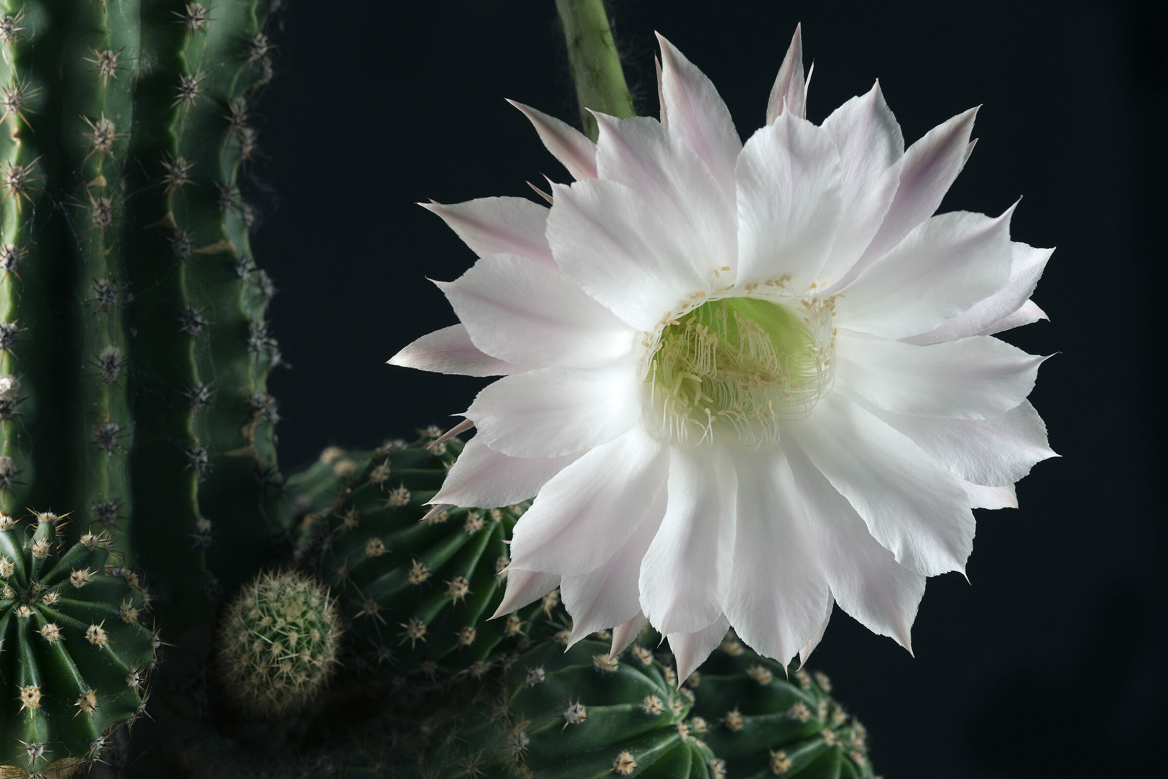 Fiore di Cactus...