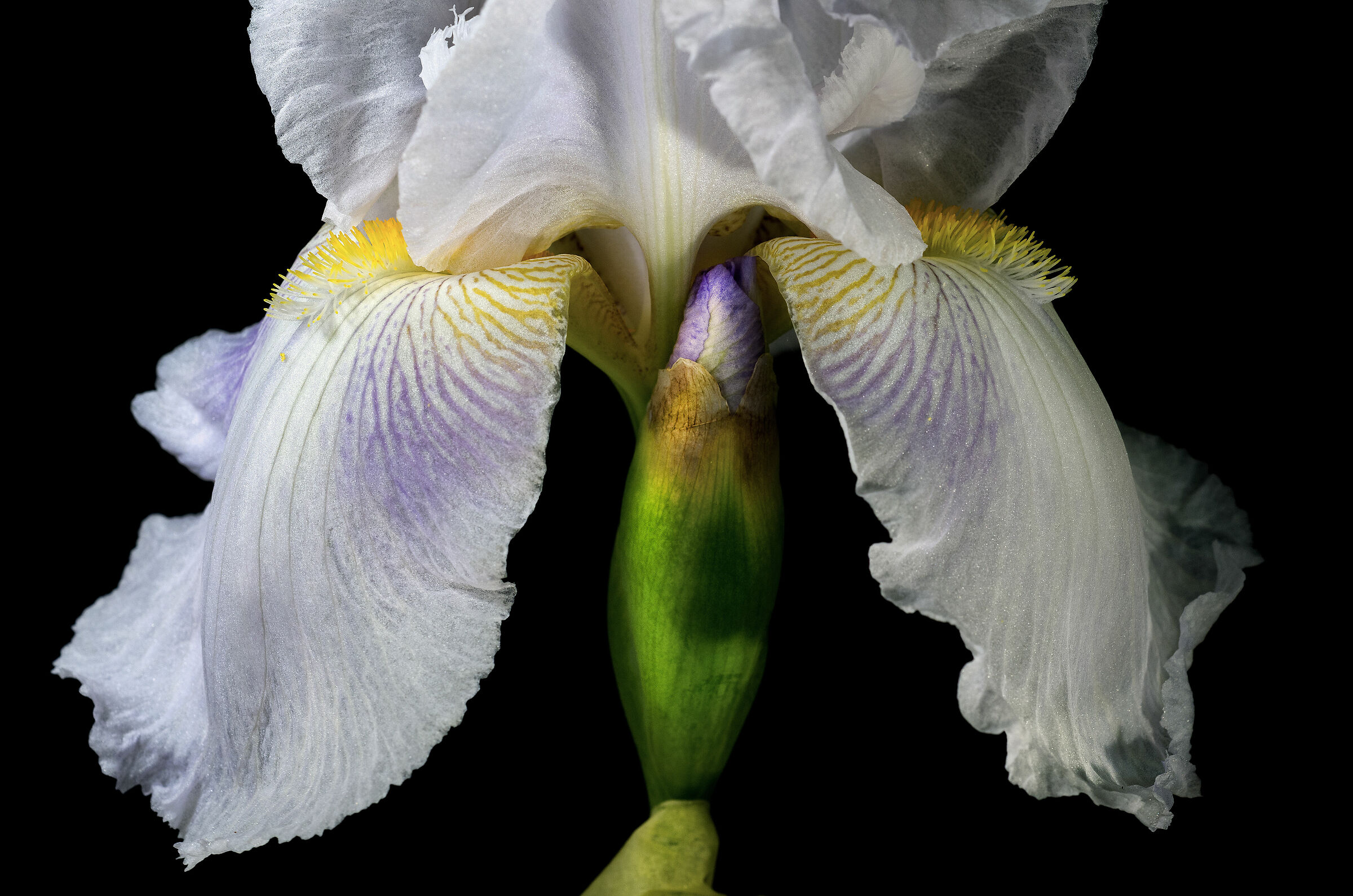 Iris bianco...