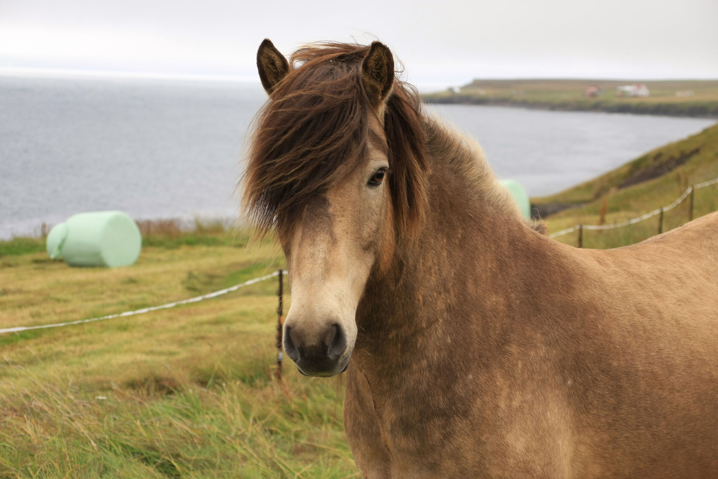 Cavallo Islandese...
