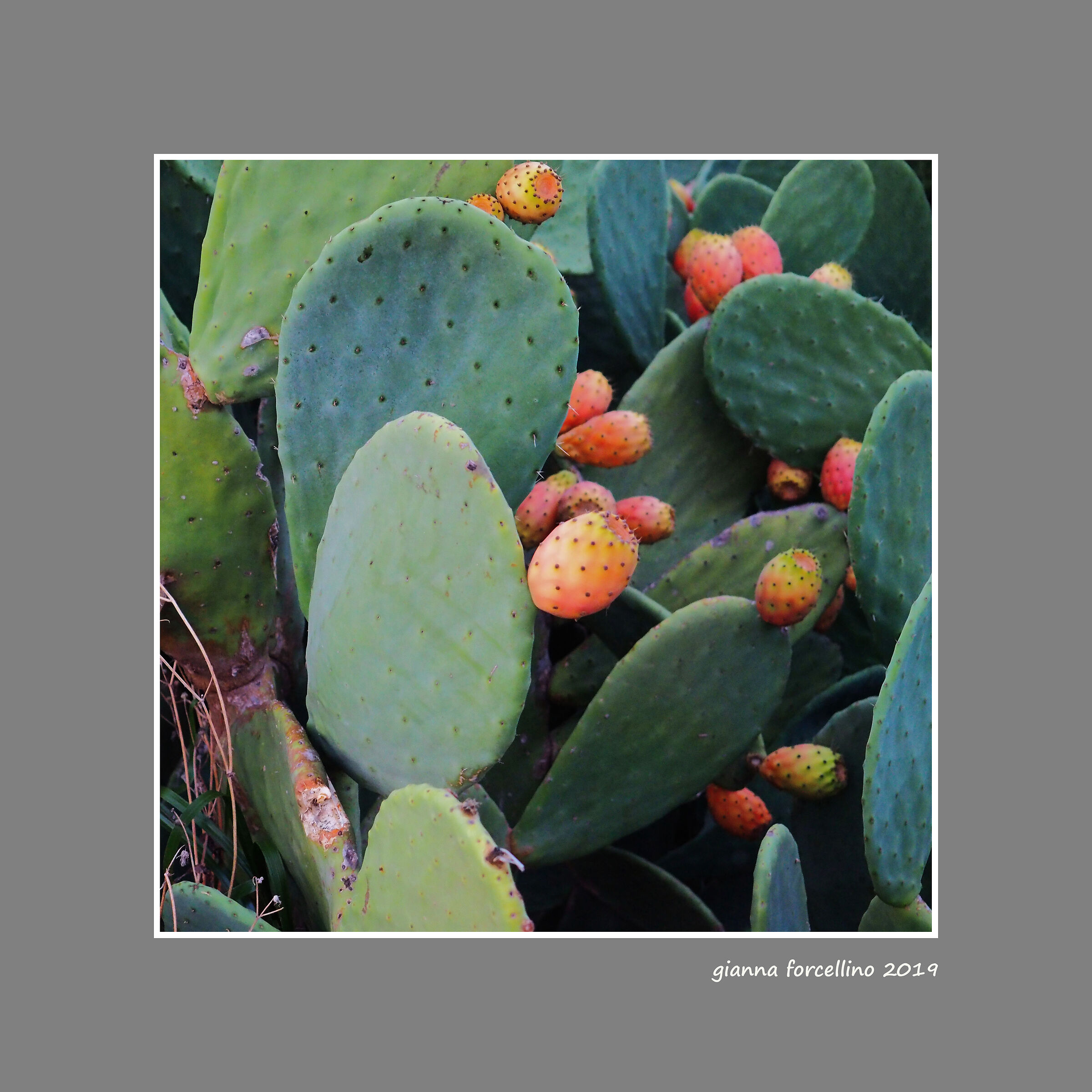 Prickly pears...