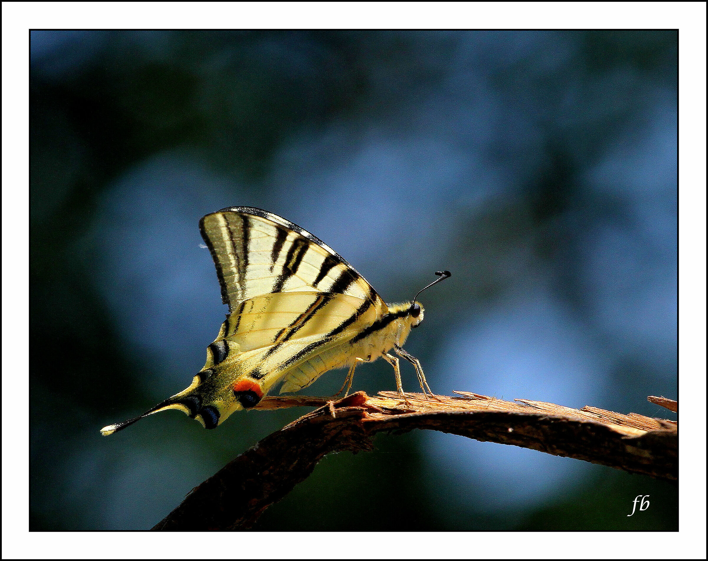 Papilio Alexanor (forse)...
