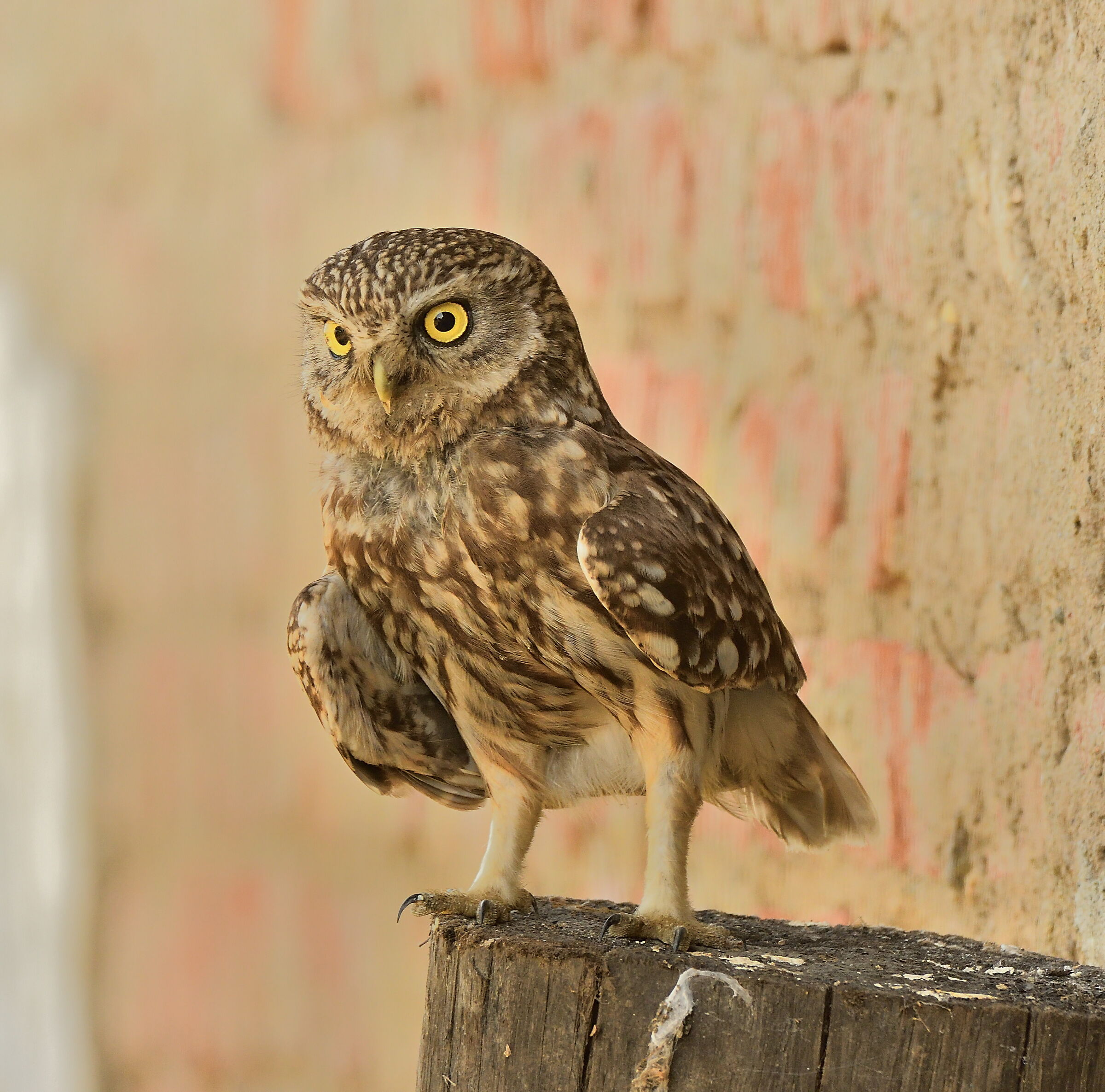 common owl...