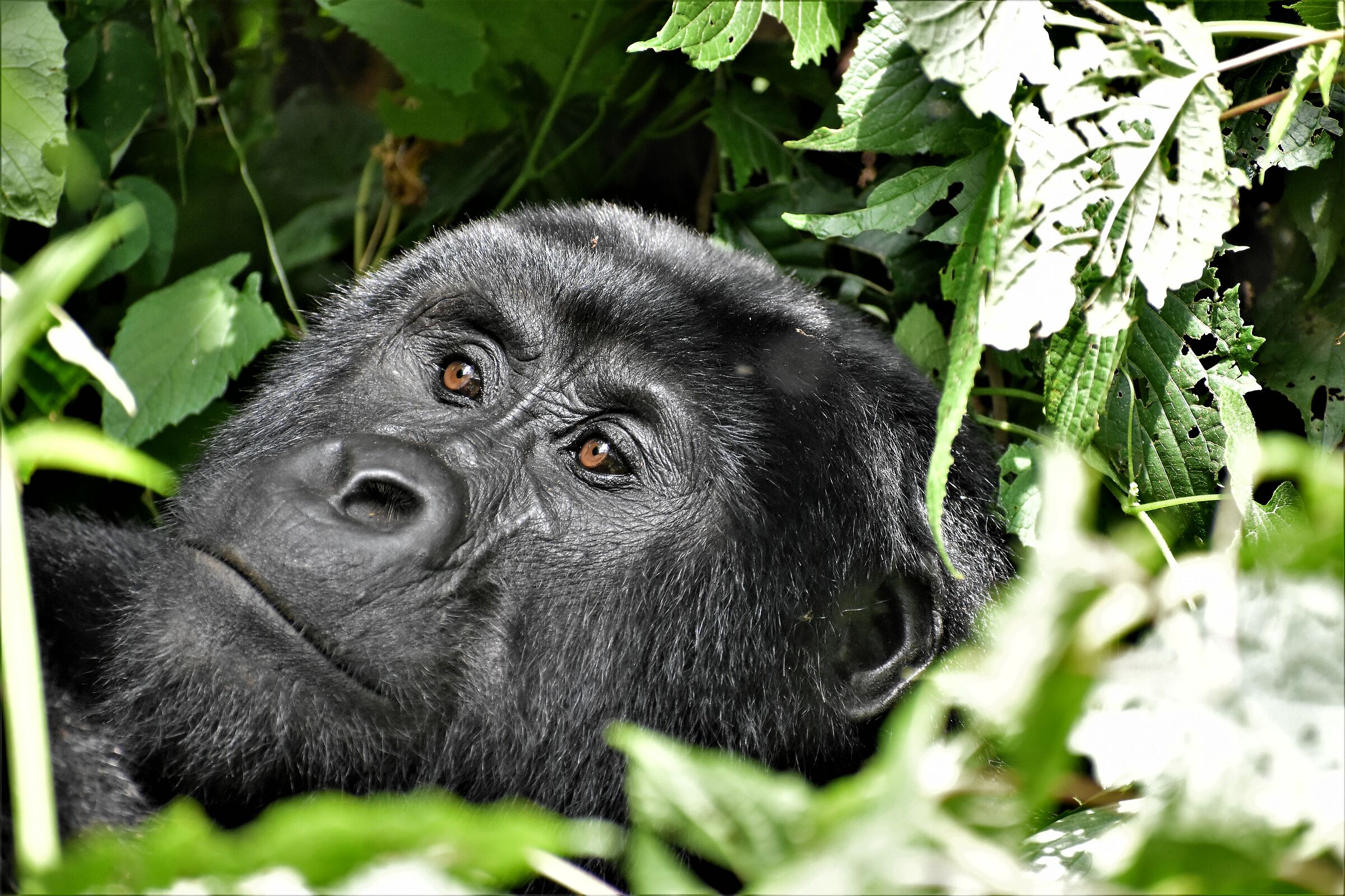 The thoughtful gorilla...